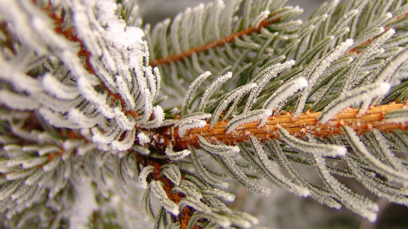 Plante Brune et Blanche Recouverte de Neige. Wallpaper in 1366x768 Resolution