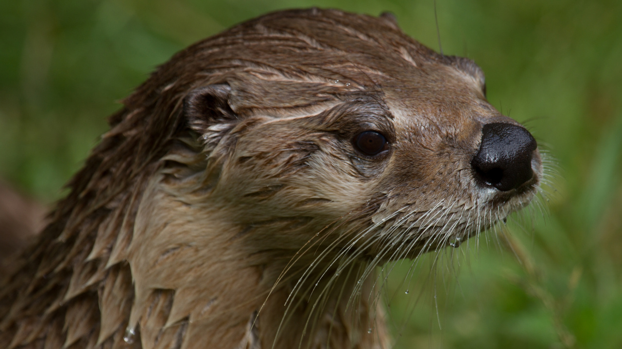 水獭, 陆地动物, Mustelidae, 野生动物 壁纸 1280x720 允许