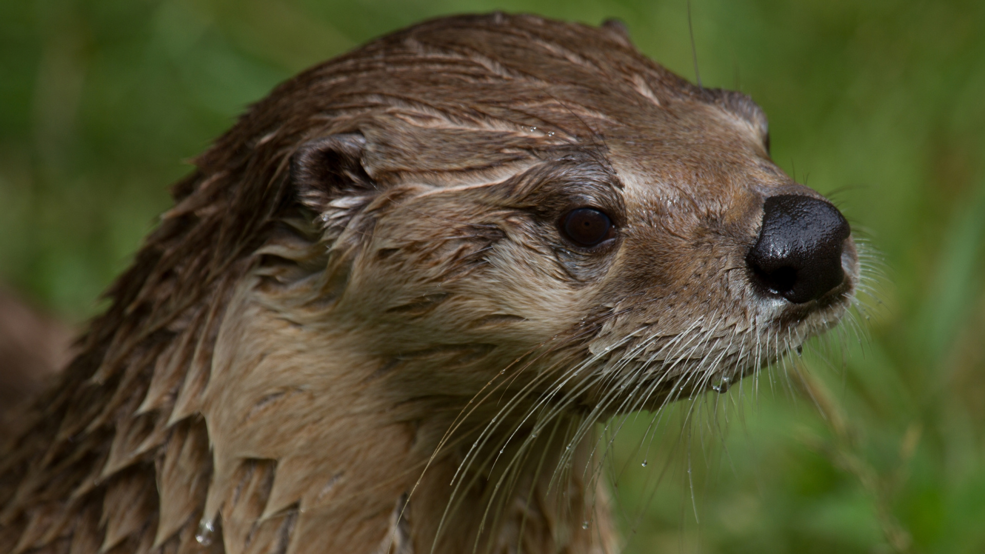 水獭, 陆地动物, Mustelidae, 野生动物 壁纸 1920x1080 允许