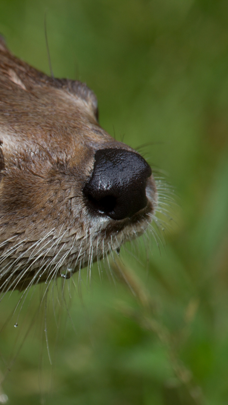 水獭, 陆地动物, Mustelidae, 野生动物 壁纸 750x1334 允许