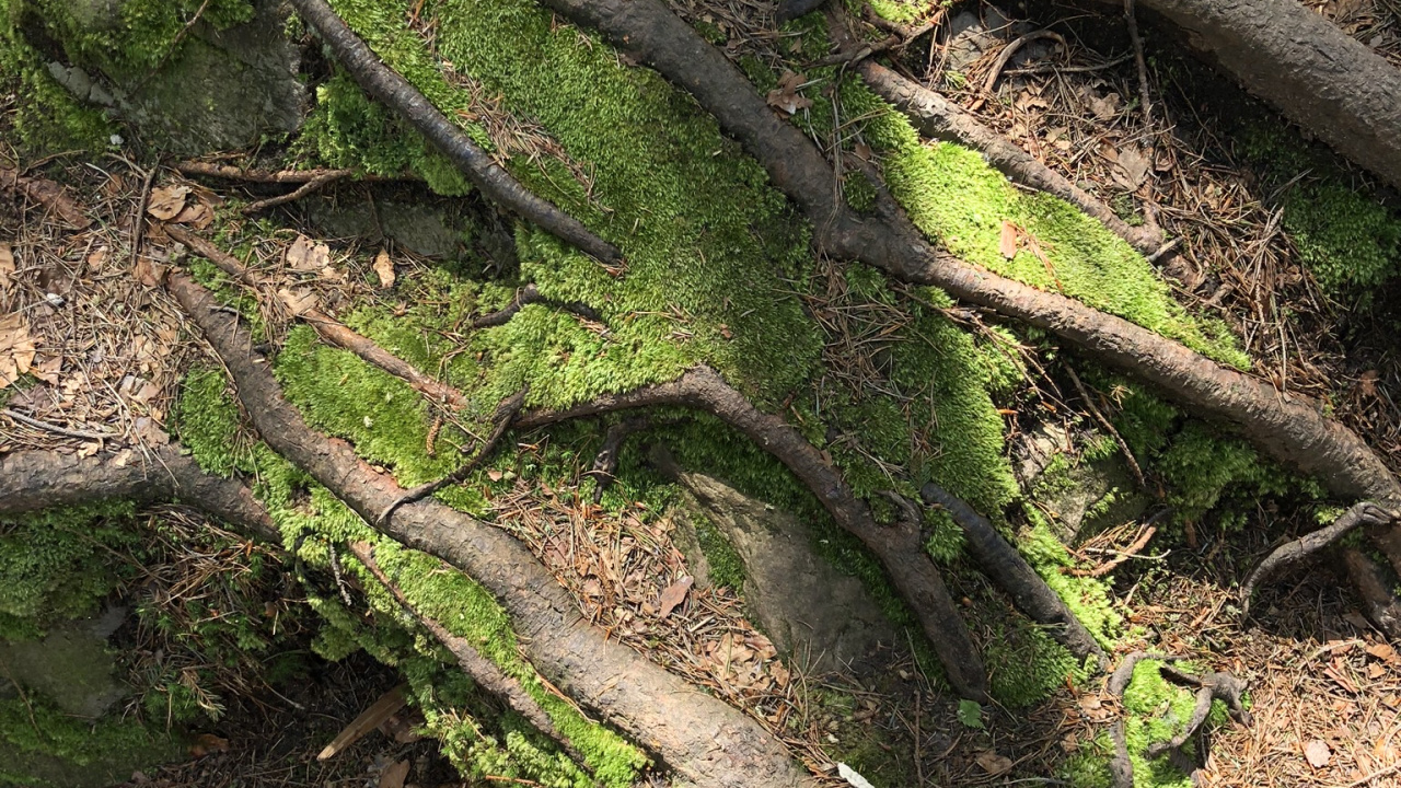 Afloramiento, la Vegetación, Biología, Planta Terrestre, la Botánica. Wallpaper in 1280x720 Resolution