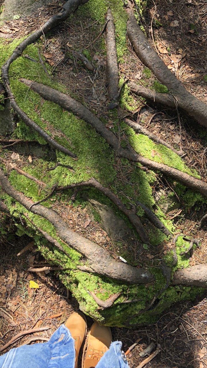 Baum, Aufschluss, Vegetation, Blatt, Biologie. Wallpaper in 720x1280 Resolution