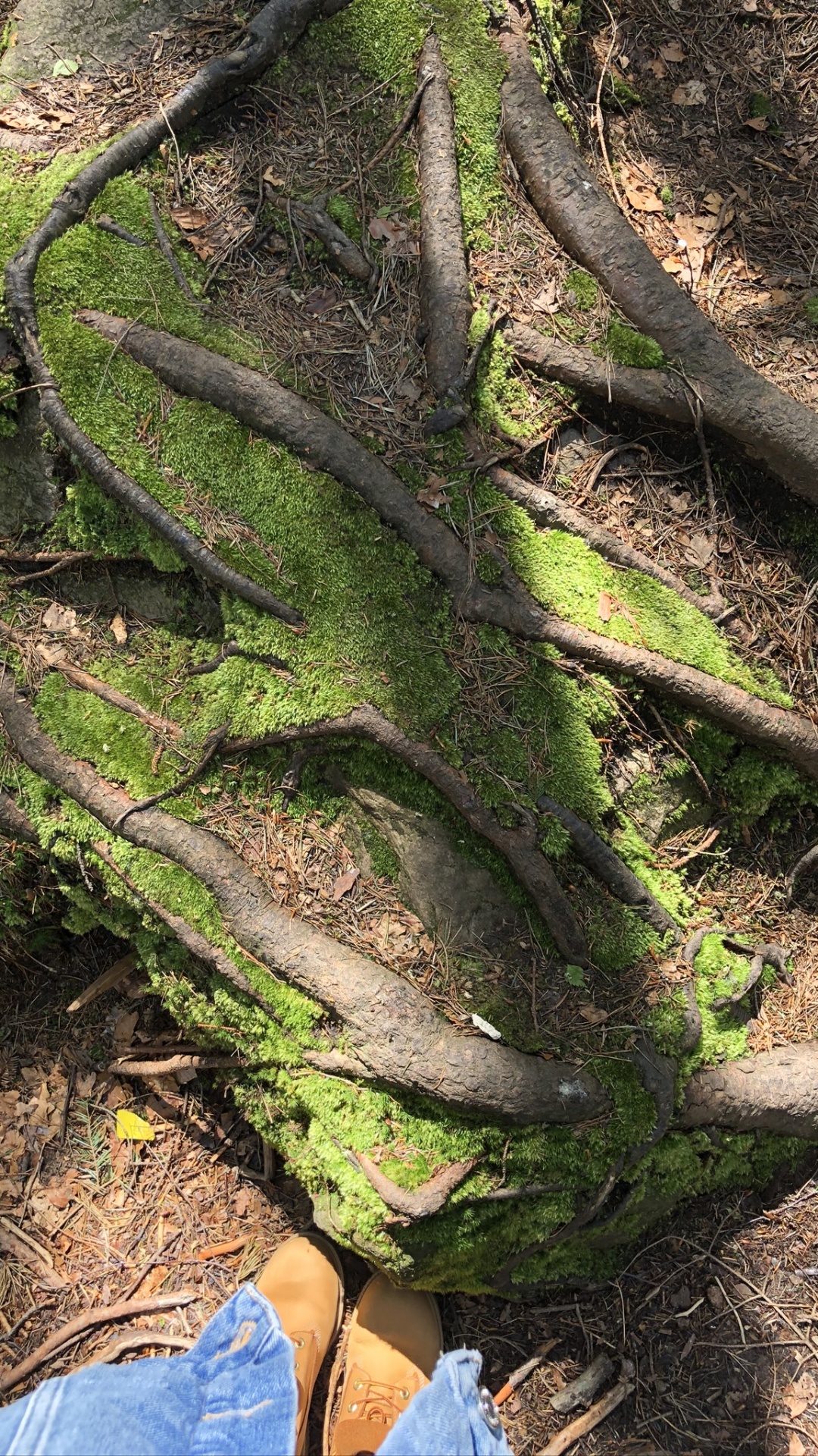 Tree, Outcrop, Vegetation, Leaf, Biology. Wallpaper in 1080x1920 Resolution