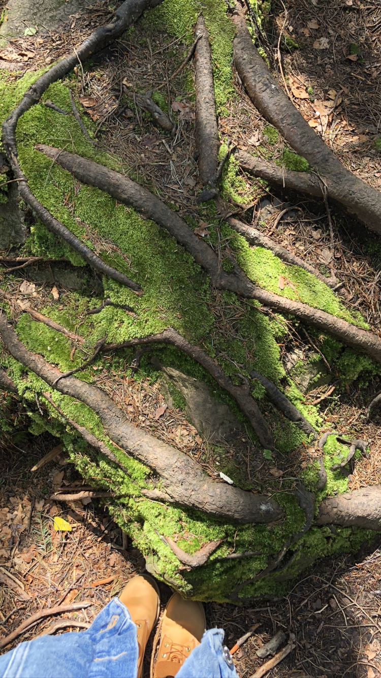 Tree, Outcrop, Vegetation, Leaf, Biology. Wallpaper in 750x1334 Resolution