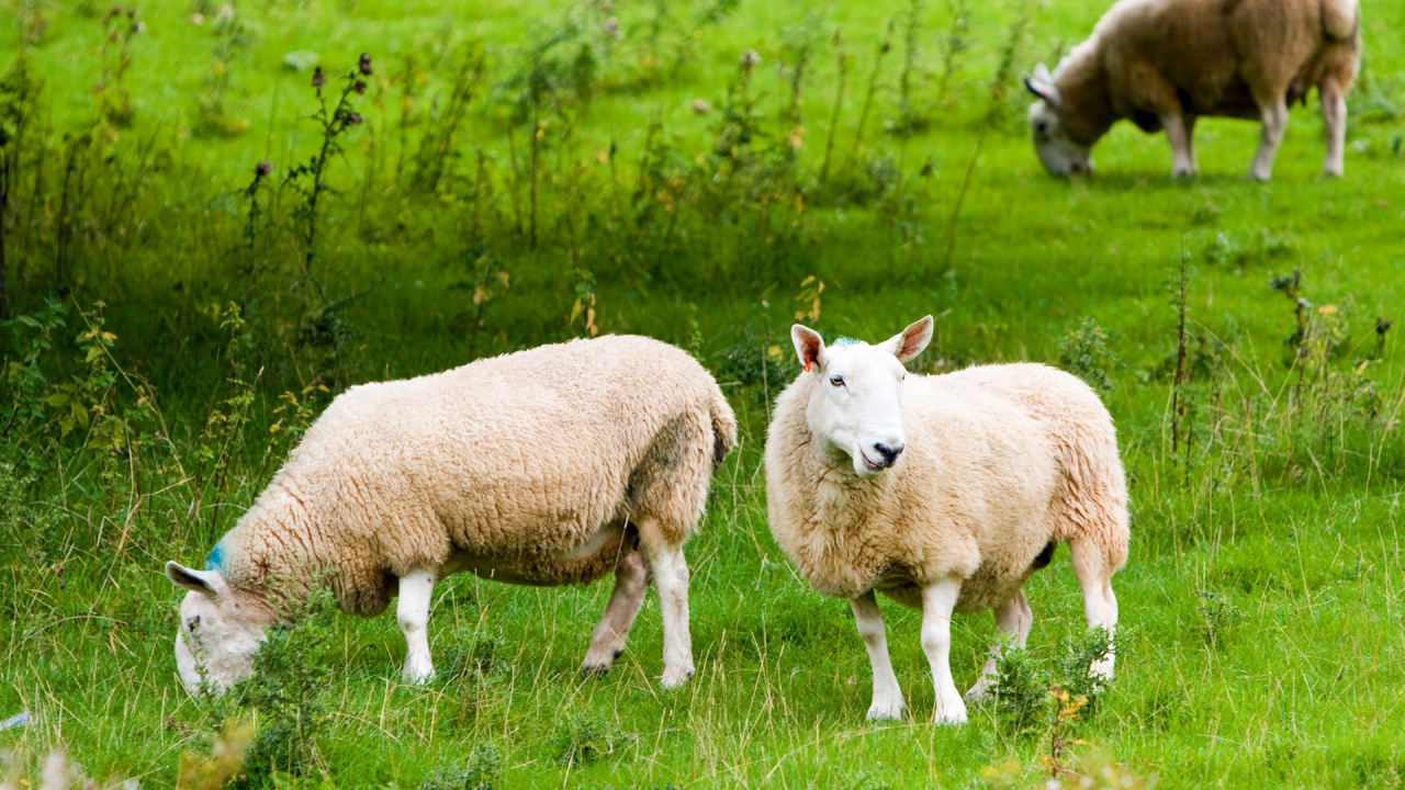 羊, 牛群, 放牧, 牲畜, 草地上 壁纸 1280x720 允许
