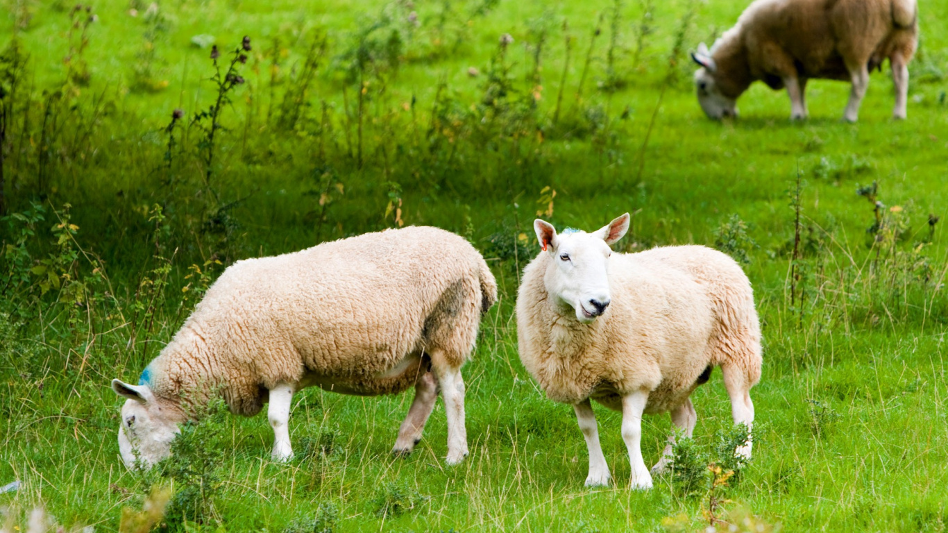 羊, 牛群, 放牧, 牲畜, 草地上 壁纸 1366x768 允许