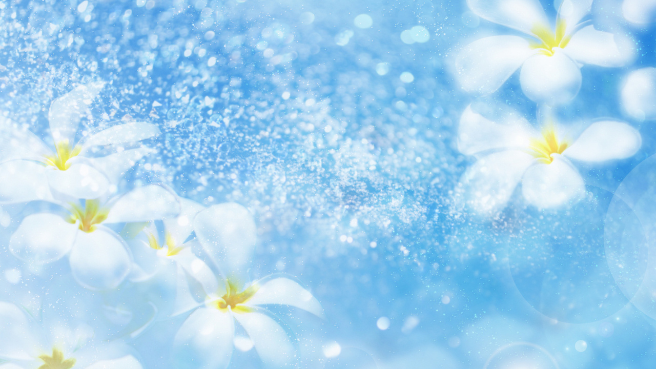 Flor Blanca y Amarilla Con Fondo Azul y Blanco. Wallpaper in 1280x720 Resolution