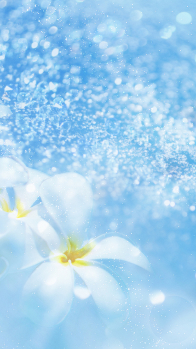 Fleur Blanche et Jaune Sur Fond Bleu et Blanc. Wallpaper in 750x1334 Resolution