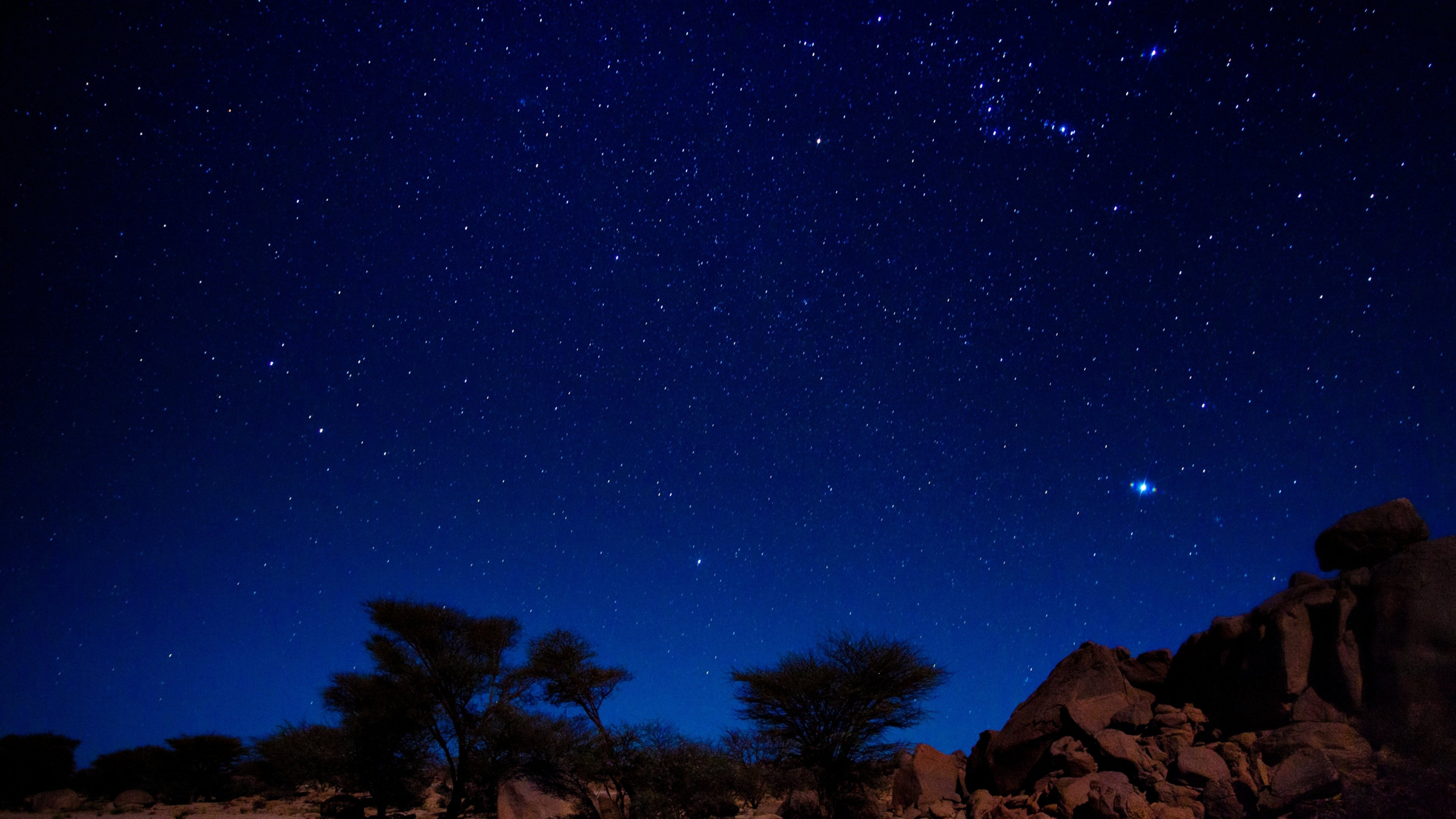 Braune Und Grüne Bäume Unter Blauem Himmel Während Der Nacht. Wallpaper in 2560x1440 Resolution