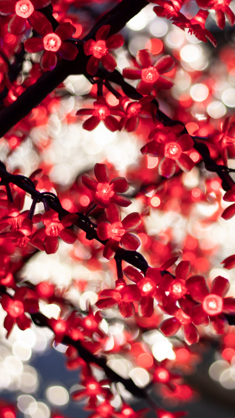 Red and White Flowers in Tilt Shift Lens. Wallpaper in 750x1334 Resolution