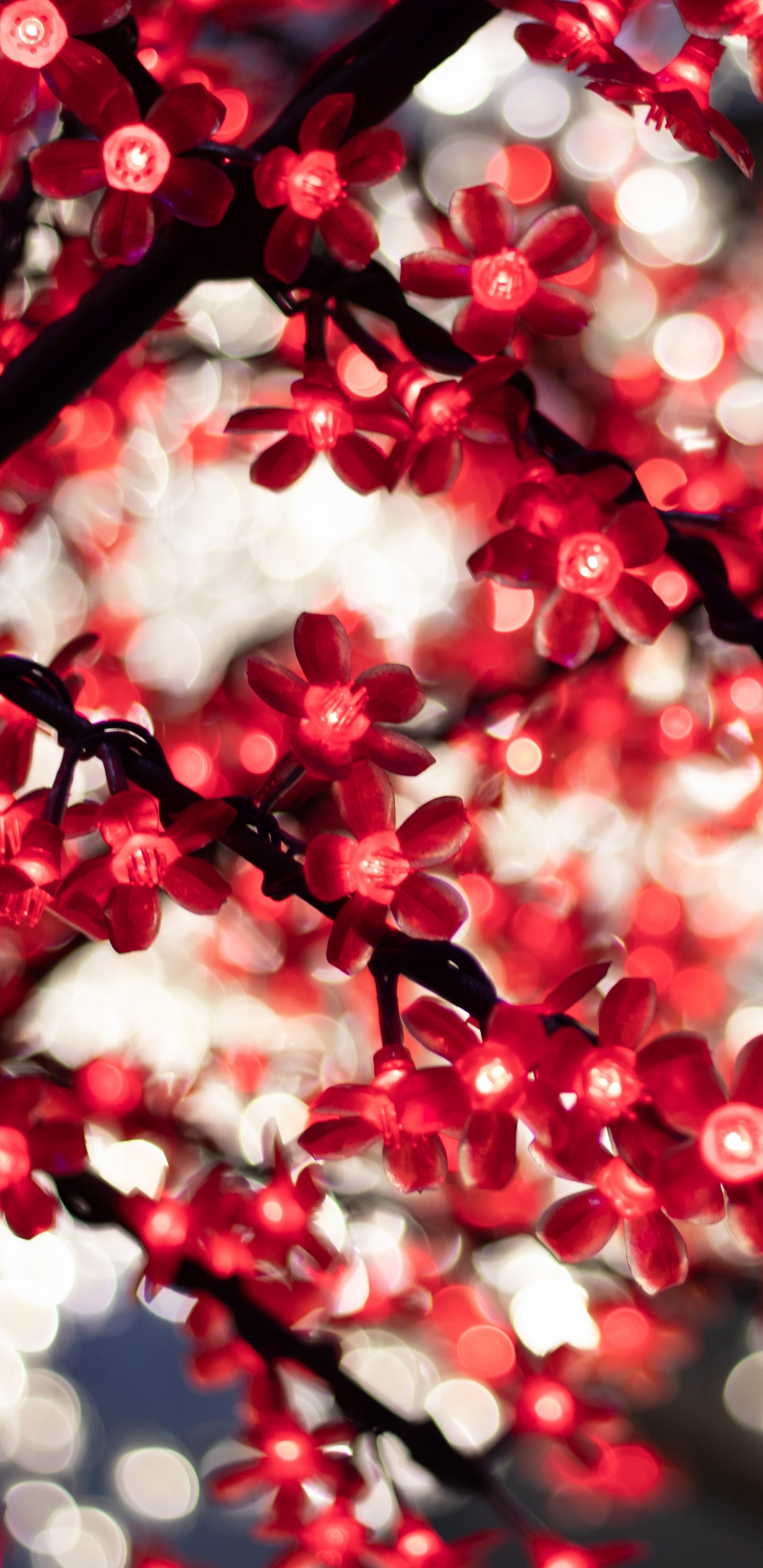 Flores Rojas y Blancas en la Lente de Cambio de Inclinación. Wallpaper in 1440x2960 Resolution