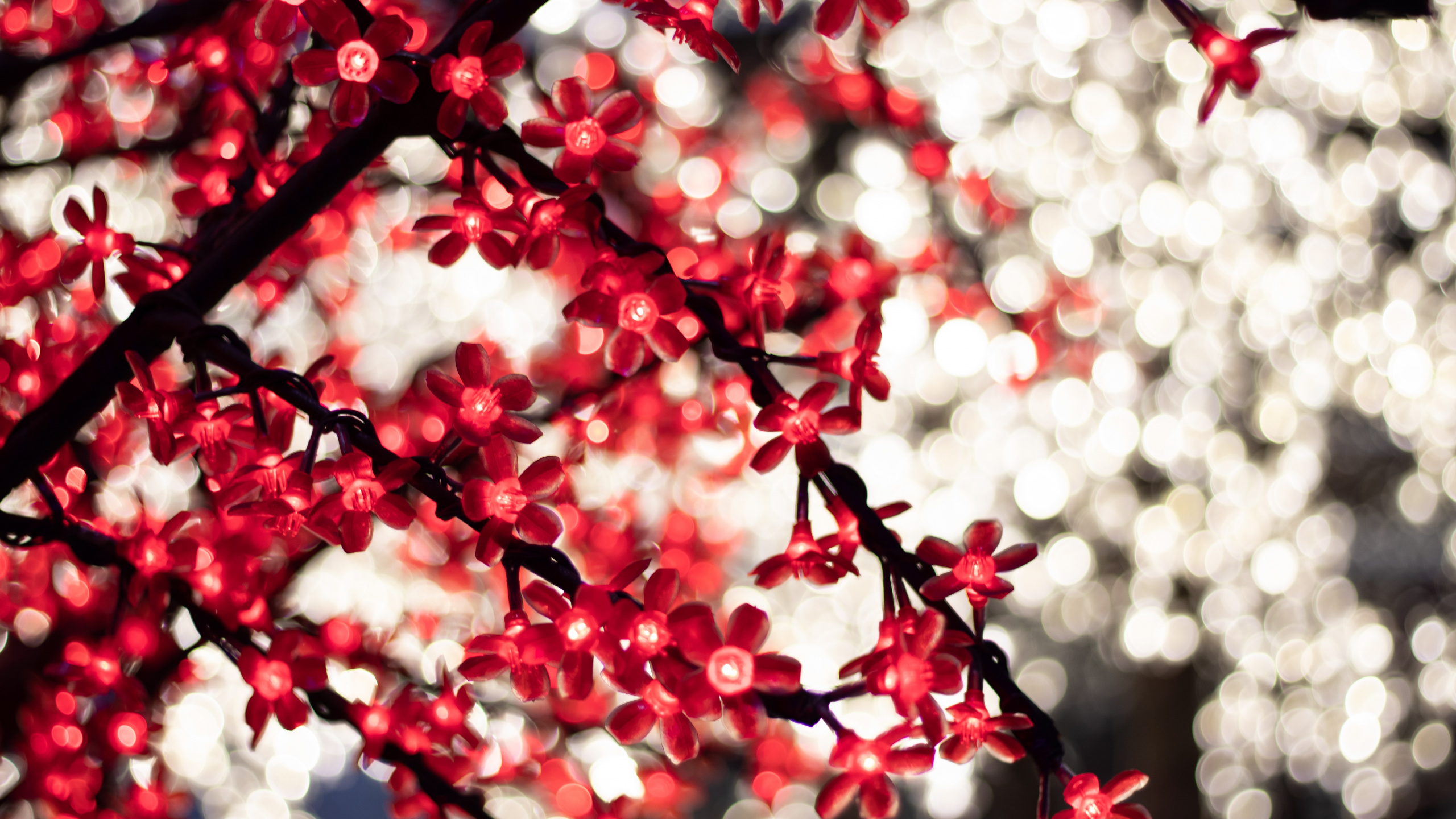 Flores Rojas y Blancas en la Lente de Cambio de Inclinación. Wallpaper in 2560x1440 Resolution