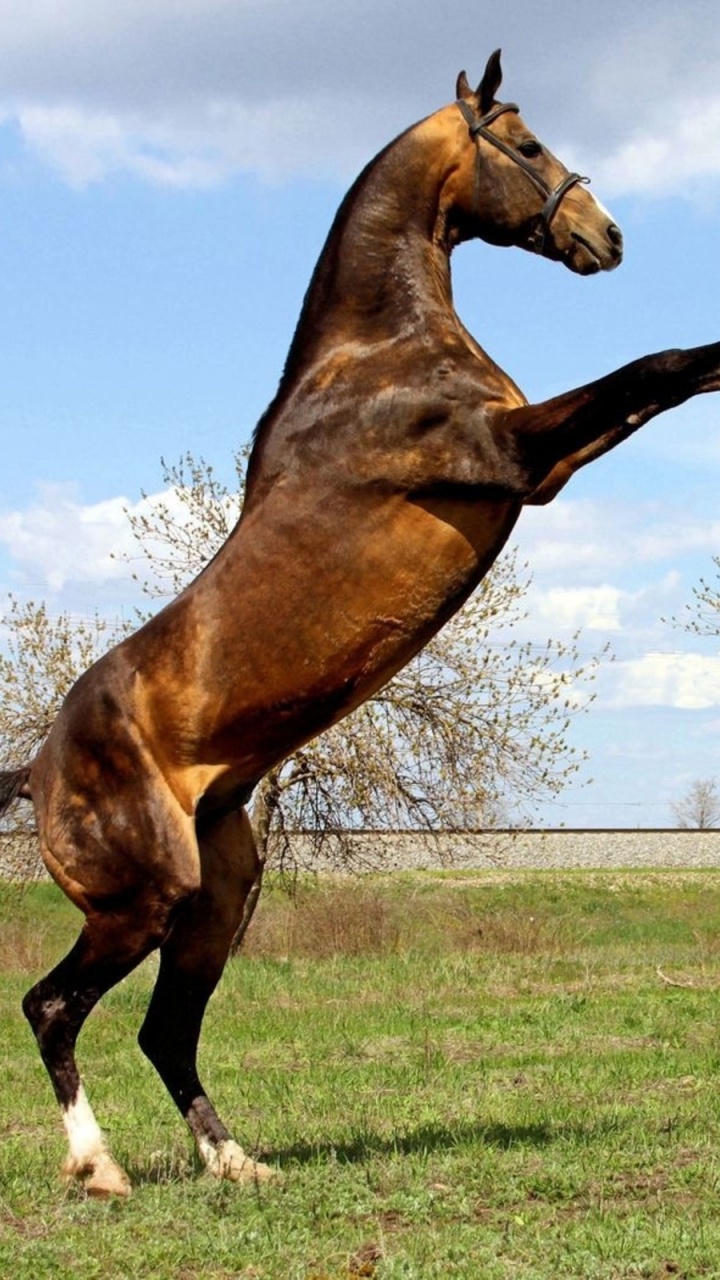 Brown Horse Running on Green Grass Field During Daytime. Wallpaper in 720x1280 Resolution