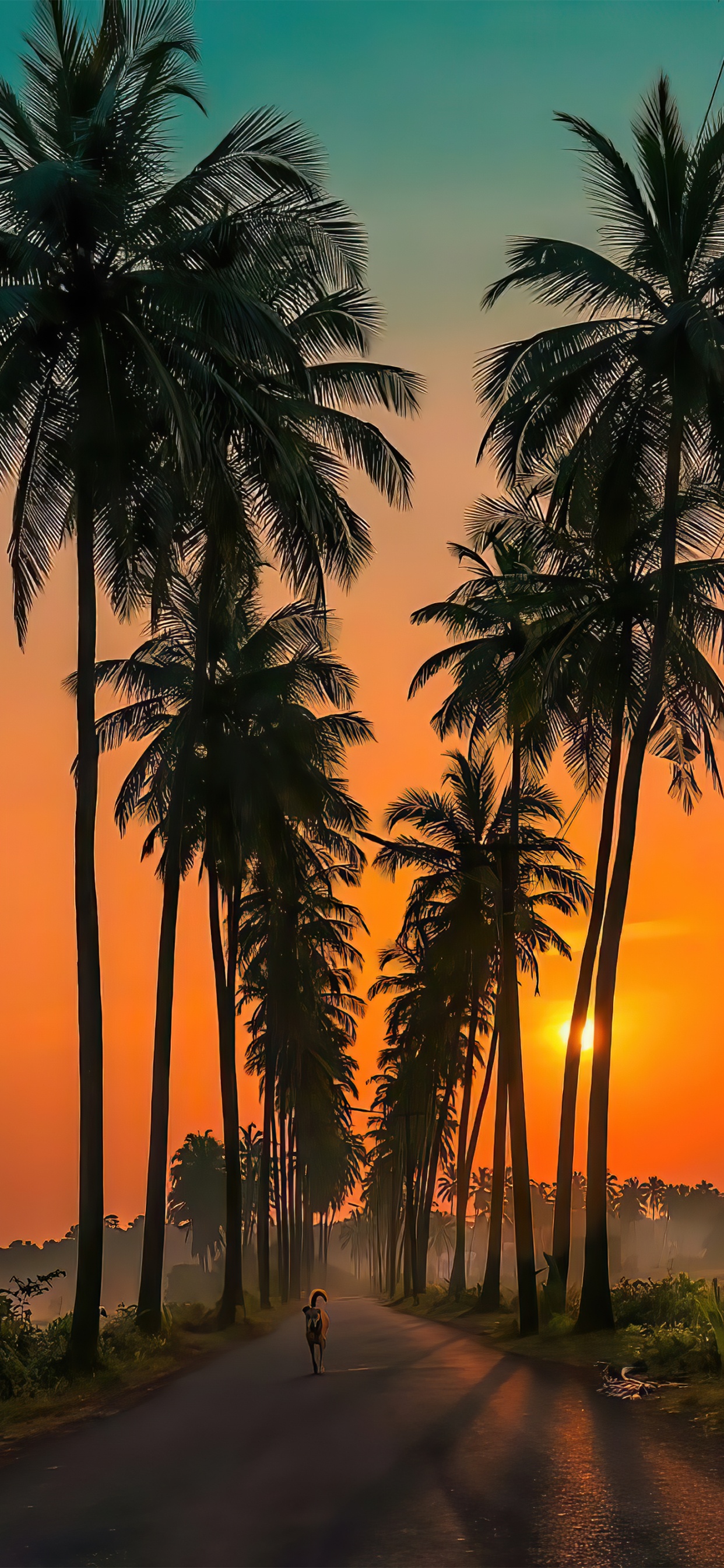 Camino de Goa Parra, Camino de Coco Parra, Cascadas de Surla, Luz, Afterglow. Wallpaper in 1242x2688 Resolution