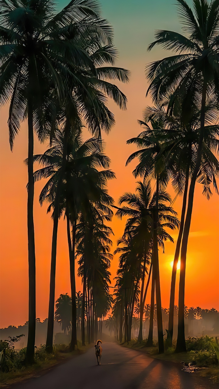 Goa Parra Road, Parra Coconut Road, Surla Waterfalls, Plant, Light. Wallpaper in 720x1280 Resolution