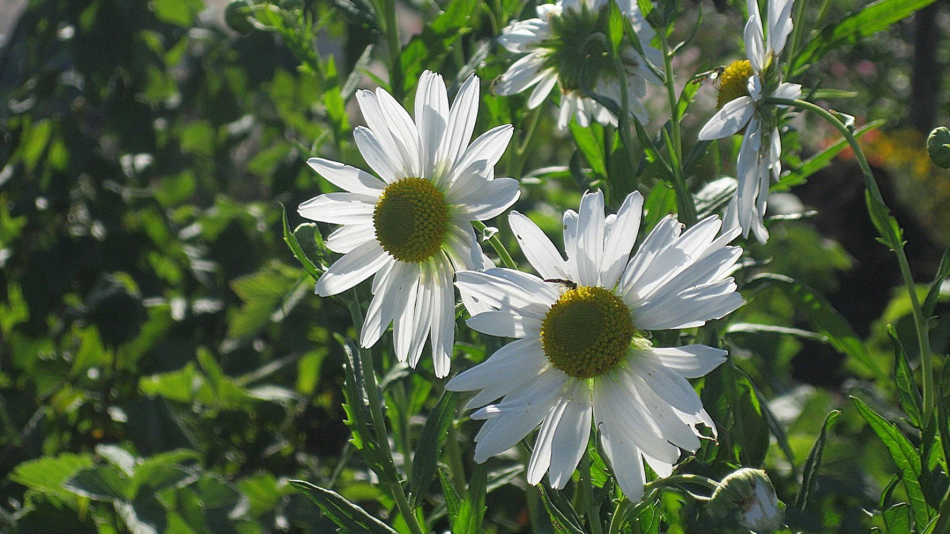 White and Yellow Flowers During Daytime. Wallpaper in 1920x1080 Resolution