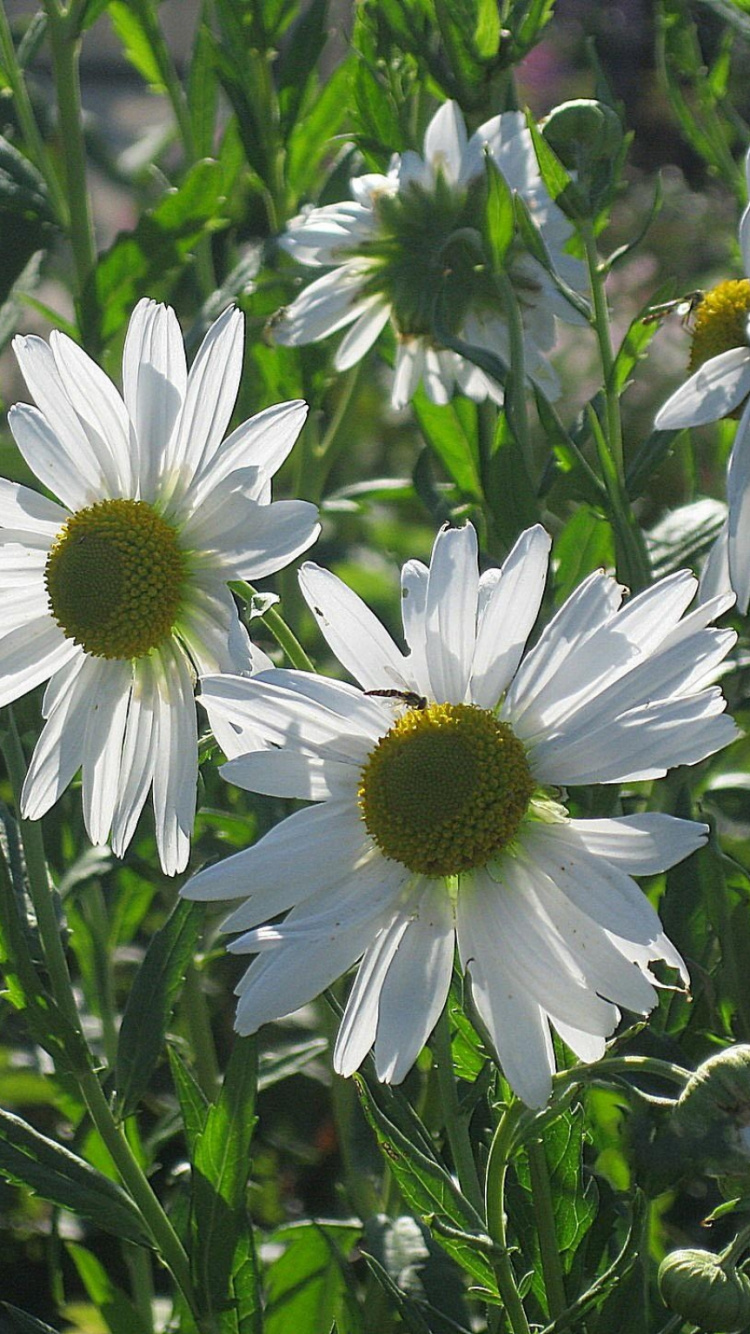 Flores Blancas y Amarillas Durante el Día. Wallpaper in 750x1334 Resolution