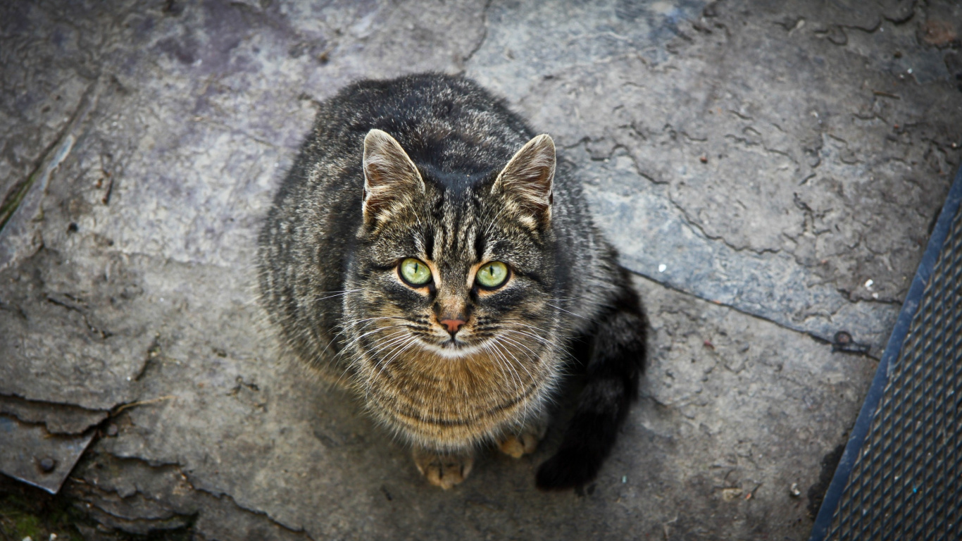 Brown Tabby Cat on Gray Concrete Floor. Wallpaper in 1366x768 Resolution