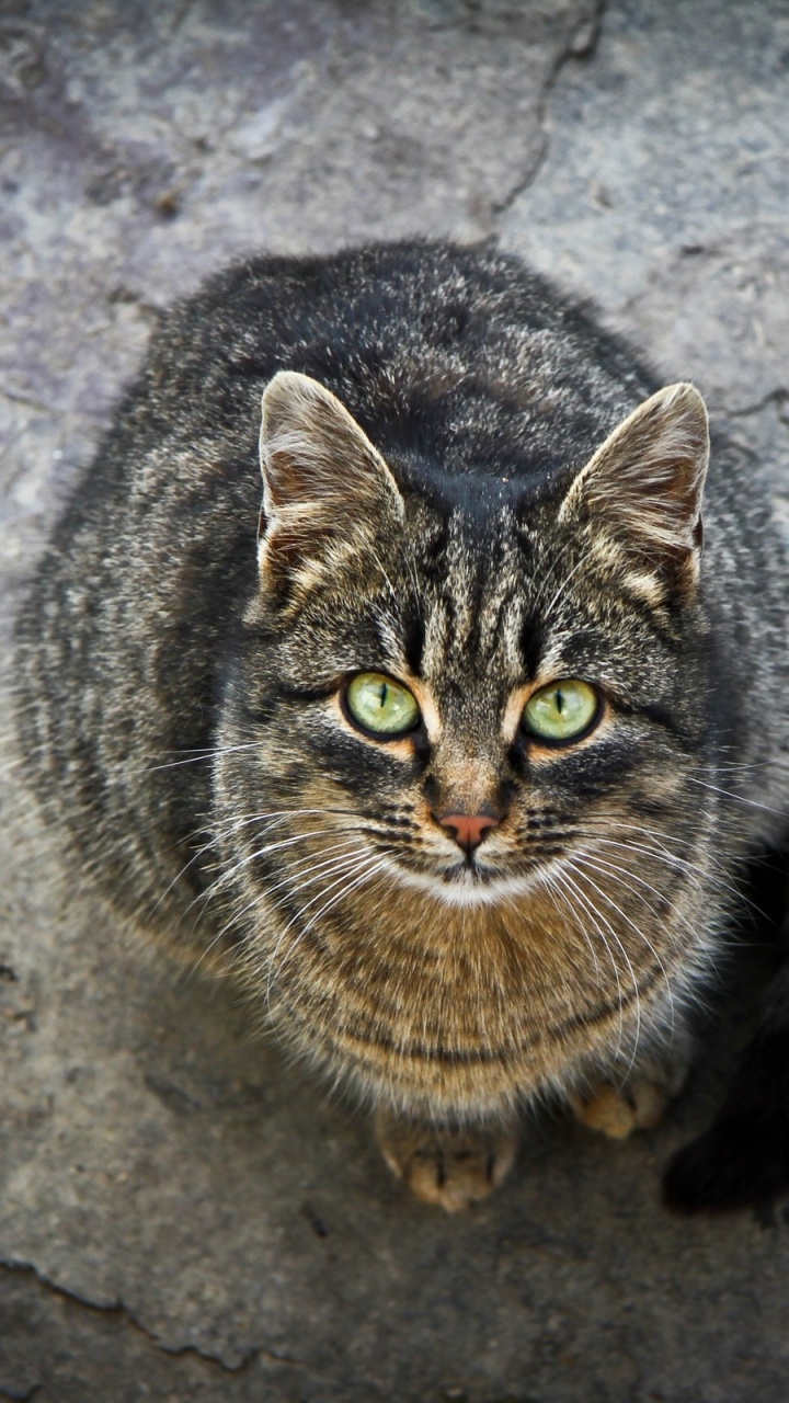 Brown Tabby Cat on Gray Concrete Floor. Wallpaper in 720x1280 Resolution