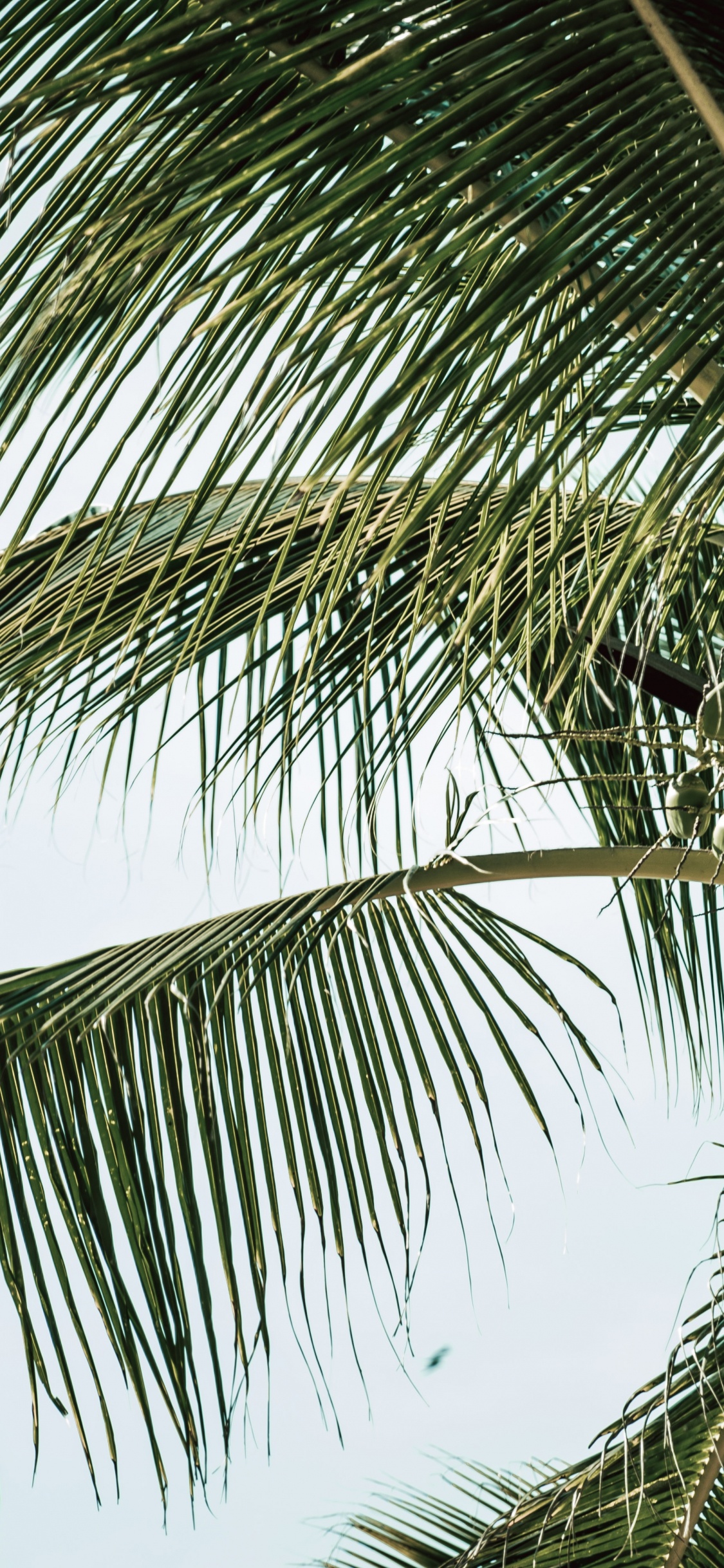 Babasú, Coco, Planta Leñosa, Retrato, la Vegetación. Wallpaper in 1125x2436 Resolution