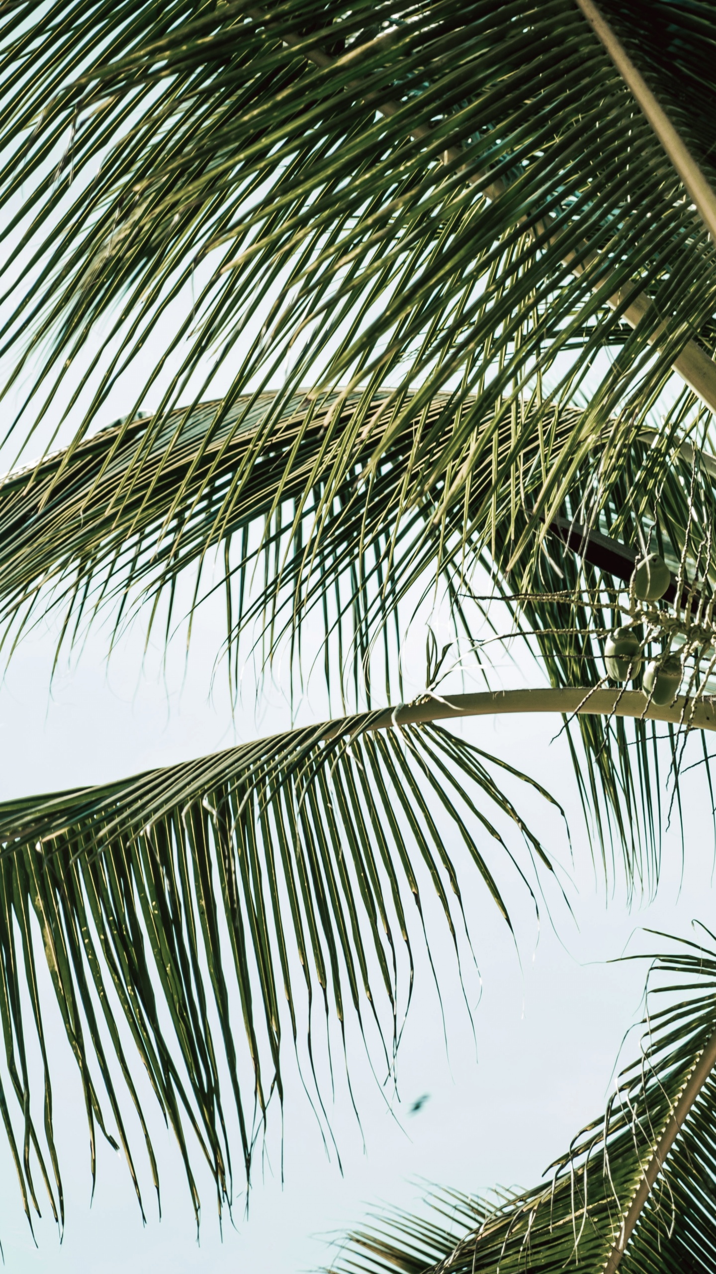 Babasú, Coco, Planta Leñosa, Retrato, la Vegetación. Wallpaper in 1440x2560 Resolution