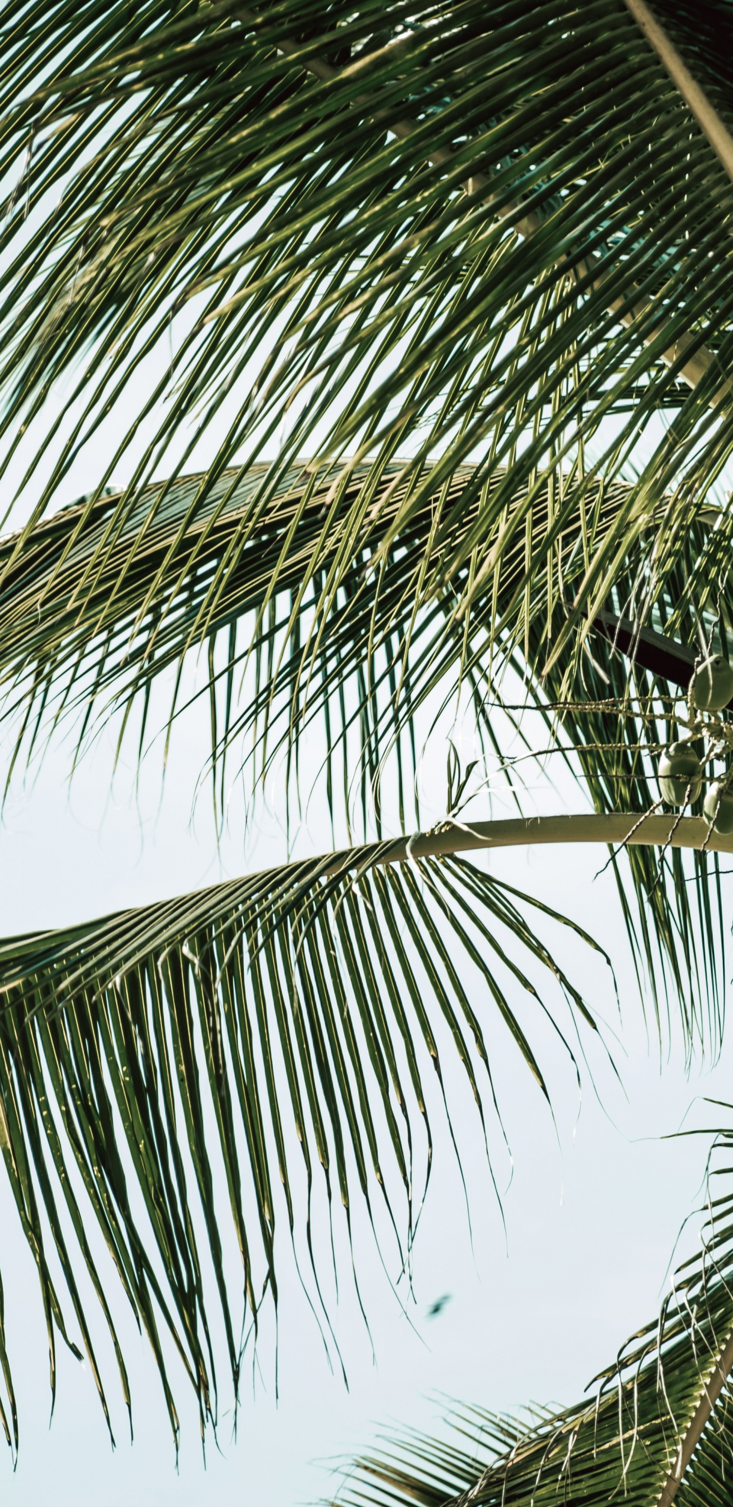 Babasú, Coco, Planta Leñosa, Retrato, la Vegetación. Wallpaper in 1440x2960 Resolution