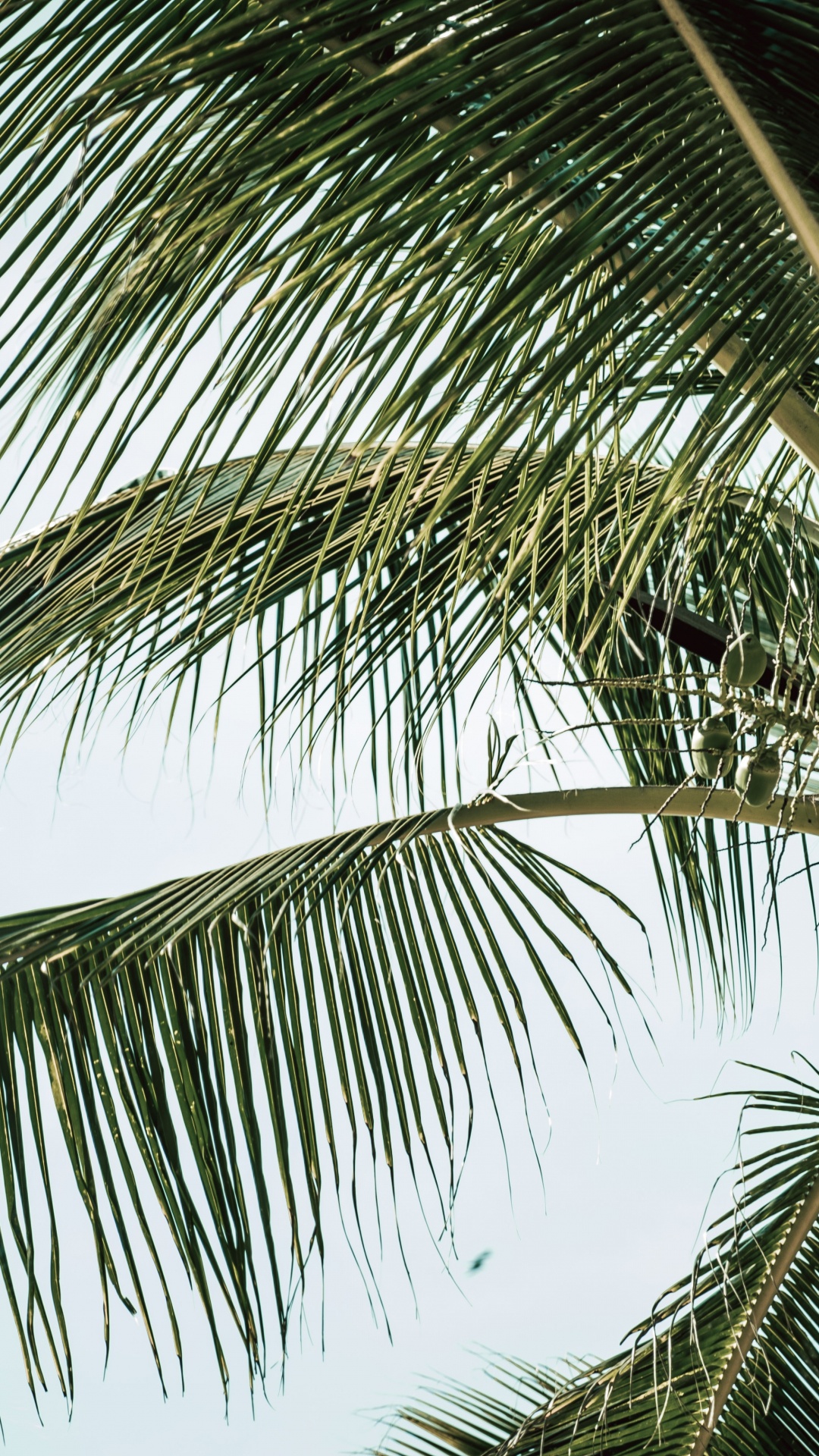 Babassu, Baum, Kokosnuss, Woody Pflanze, Portrait. Wallpaper in 1080x1920 Resolution