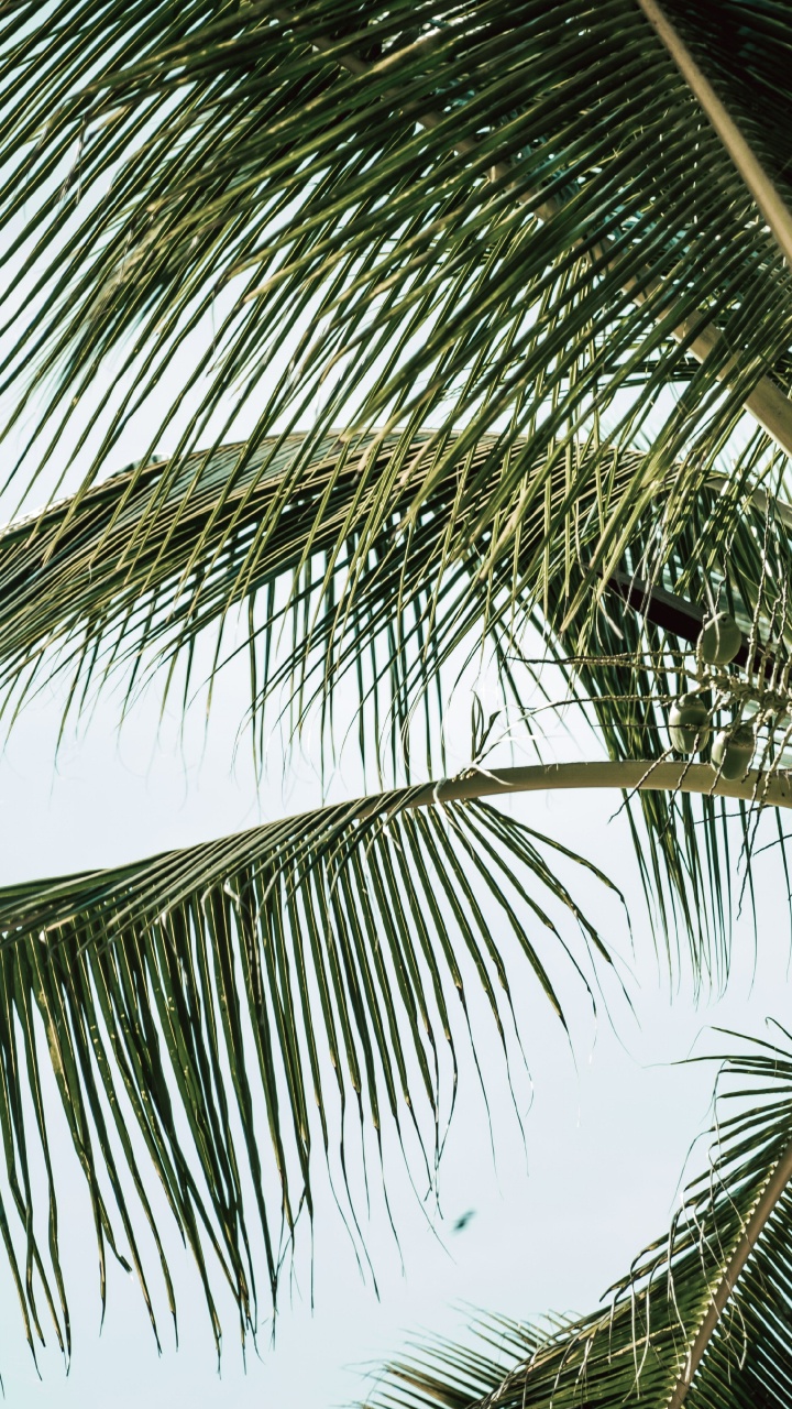 Babassu, Baum, Kokosnuss, Woody Pflanze, Portrait. Wallpaper in 720x1280 Resolution