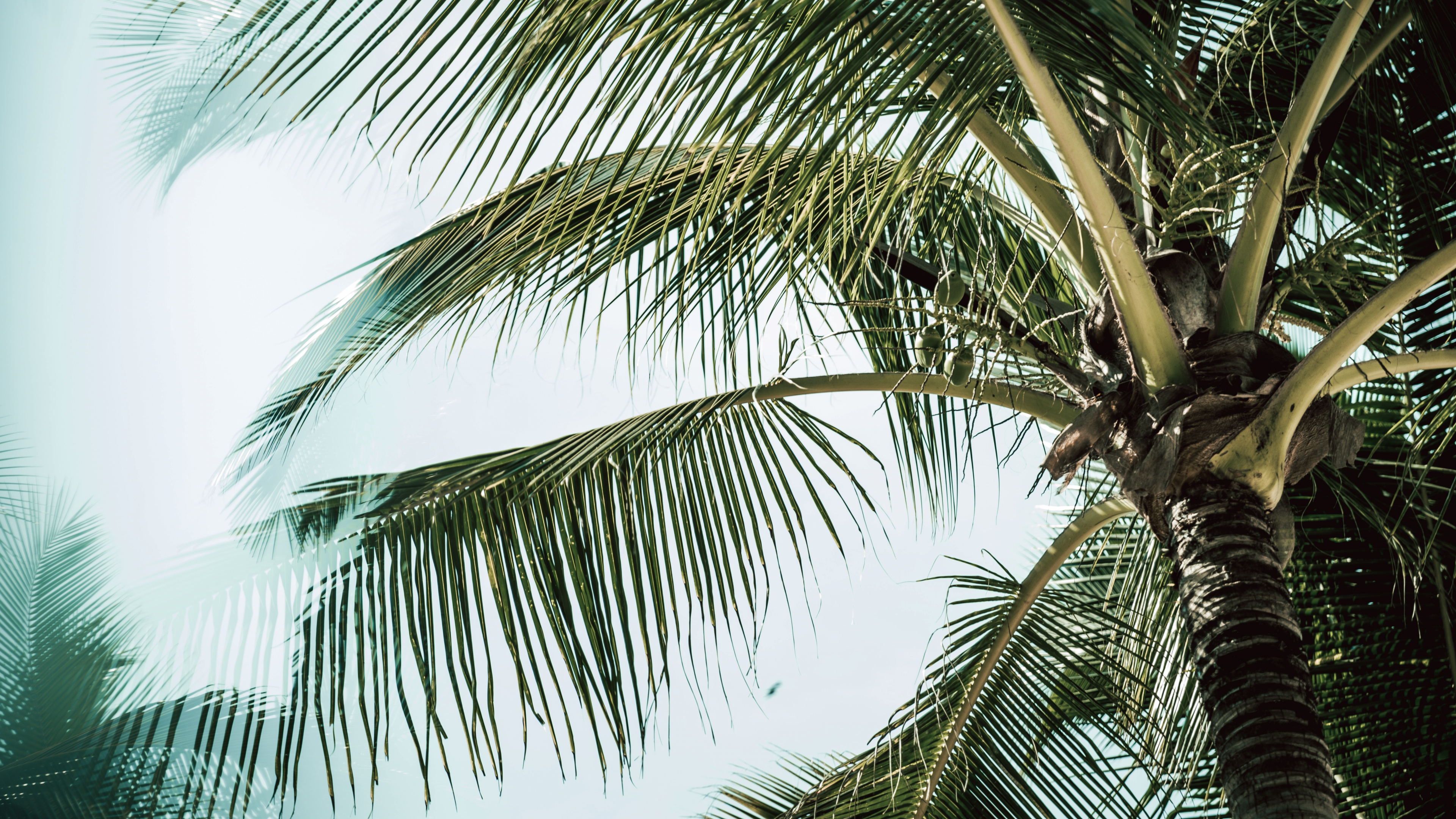 Babassu, Tree, Coconut, Woody Plant, Portrait. Wallpaper in 3840x2160 Resolution