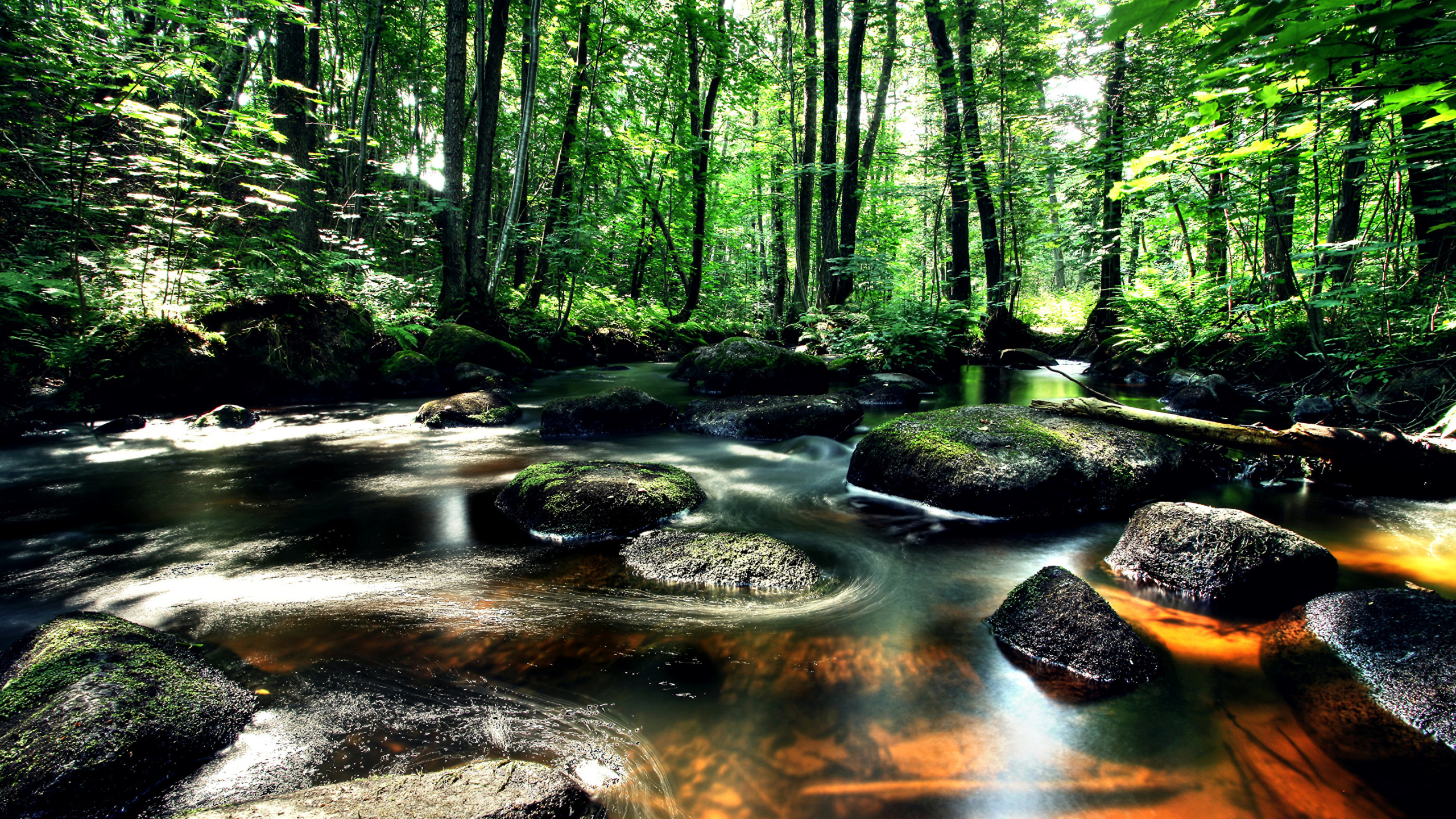 Green Trees Beside River During Daytime. Wallpaper in 2560x1440 Resolution