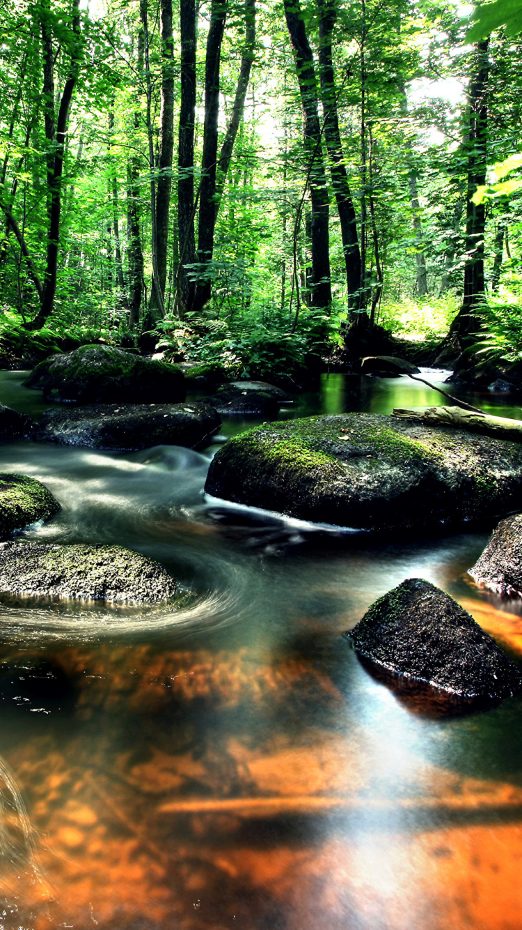 Green Trees Beside River During Daytime. Wallpaper in 750x1334 Resolution