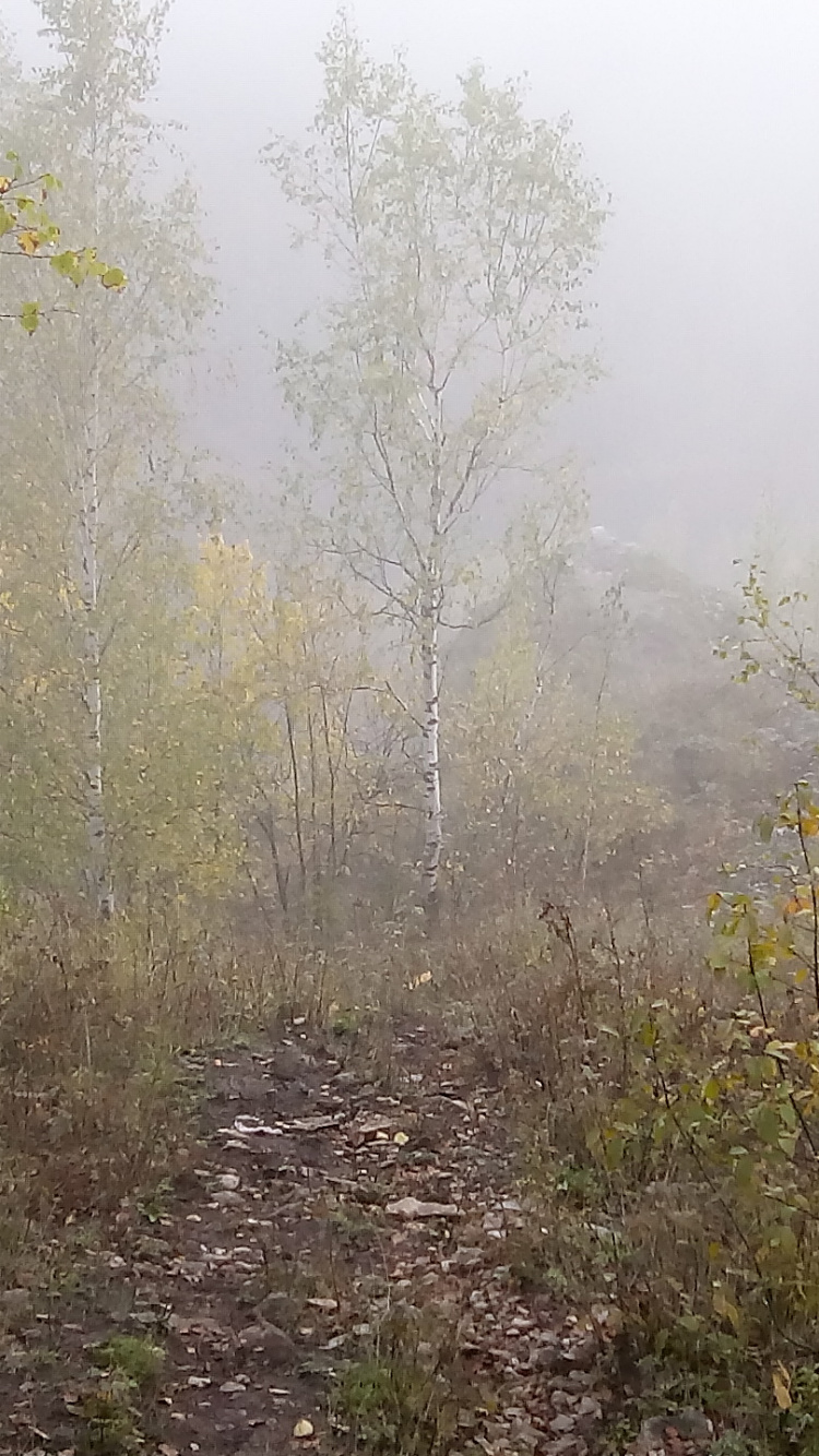 Grünes Gras Und Bäume Mit Nebel Bedeckt. Wallpaper in 750x1334 Resolution