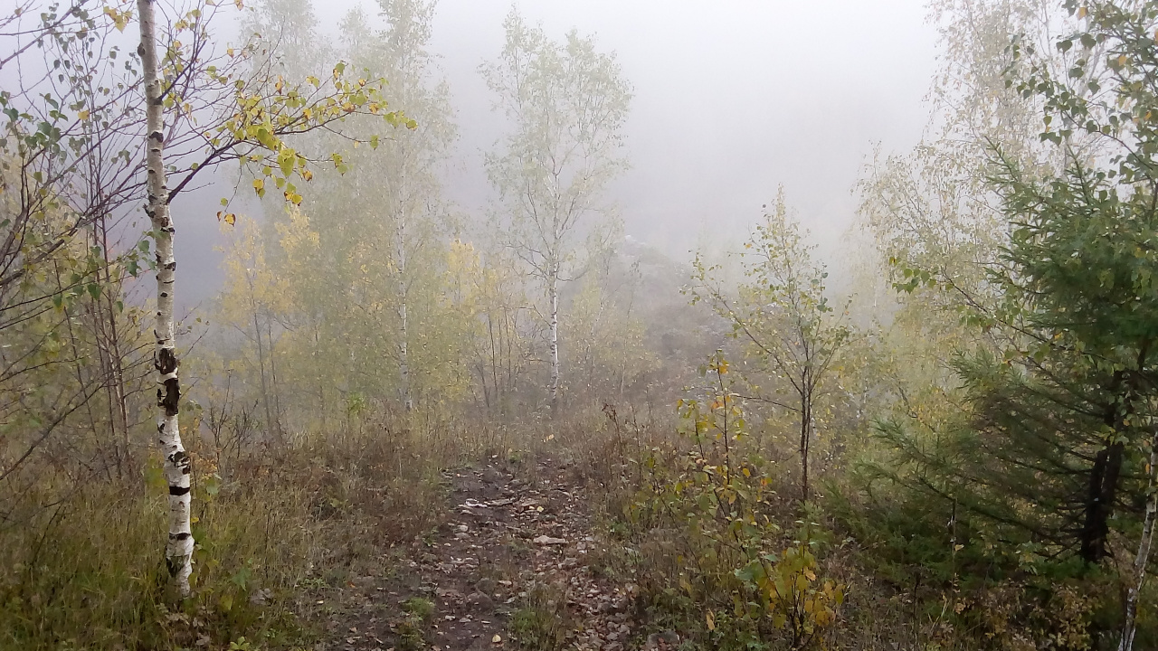 Herbe Verte et Arbres Couverts de Brouillard. Wallpaper in 1280x720 Resolution