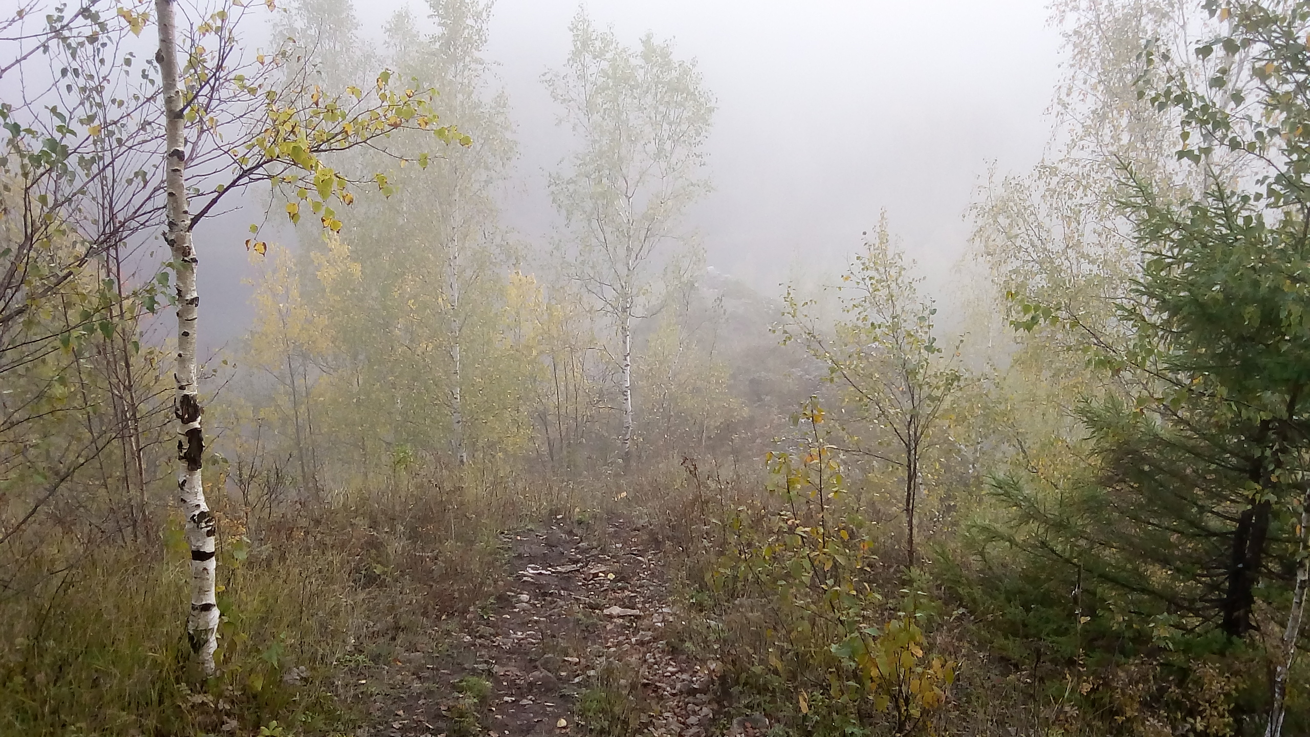 Green Grass and Trees Covered With Fog. Wallpaper in 2560x1440 Resolution