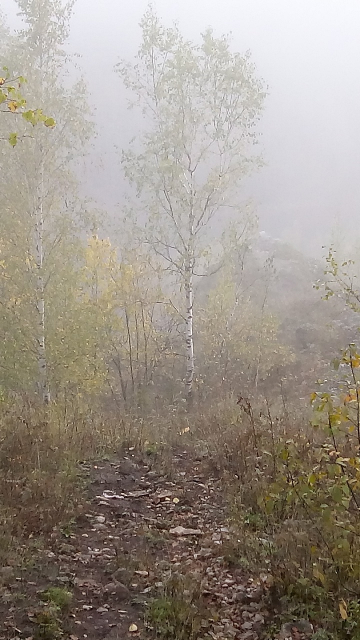 Green Grass and Trees Covered With Fog. Wallpaper in 720x1280 Resolution