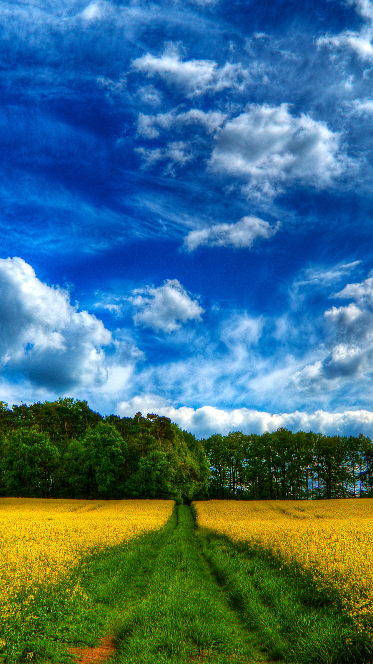 Champ D'herbe Verte Sous Ciel Bleu et Nuages Blancs Pendant la Journée. Wallpaper in 750x1334 Resolution