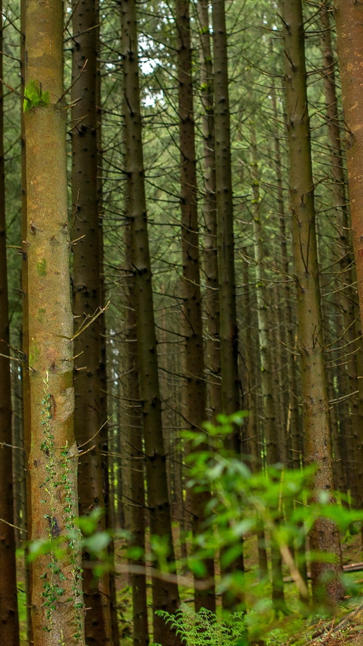 Person in Blauer Jacke Und Blauer Jeans, Die Auf Brauner Holzbrücke Geht. Wallpaper in 720x1280 Resolution