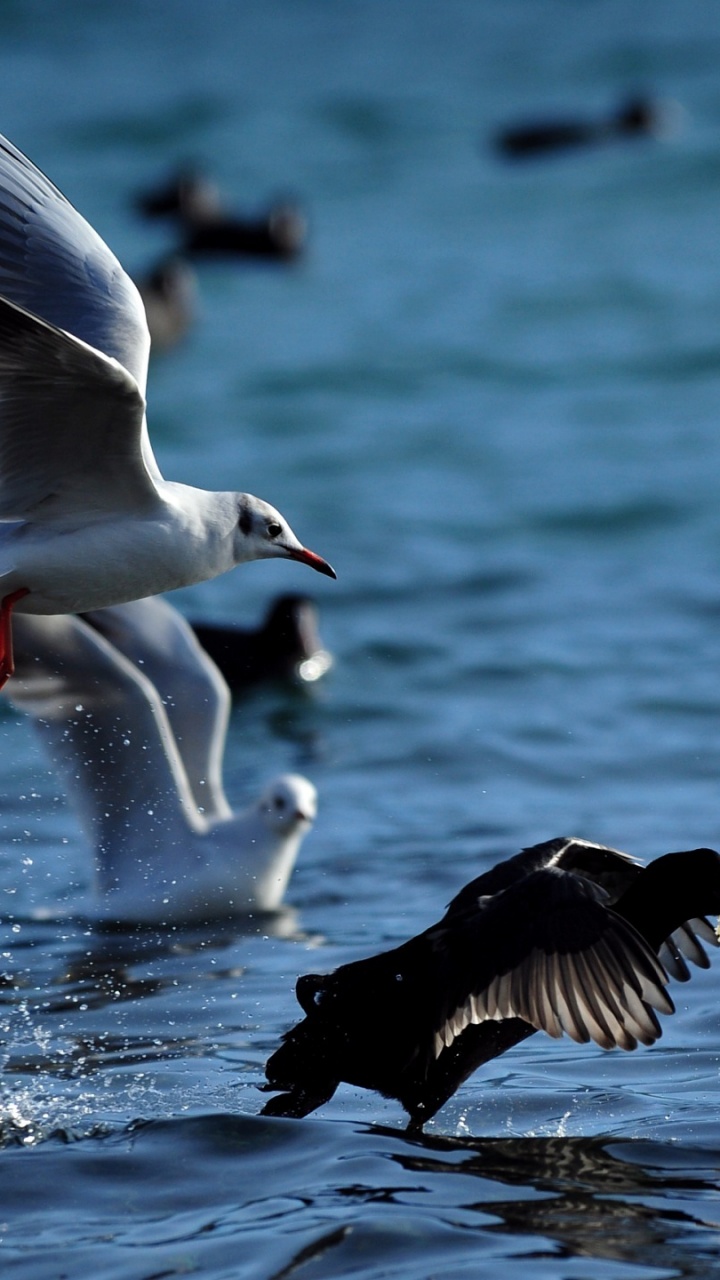 White Swan on Water During Daytime. Wallpaper in 720x1280 Resolution