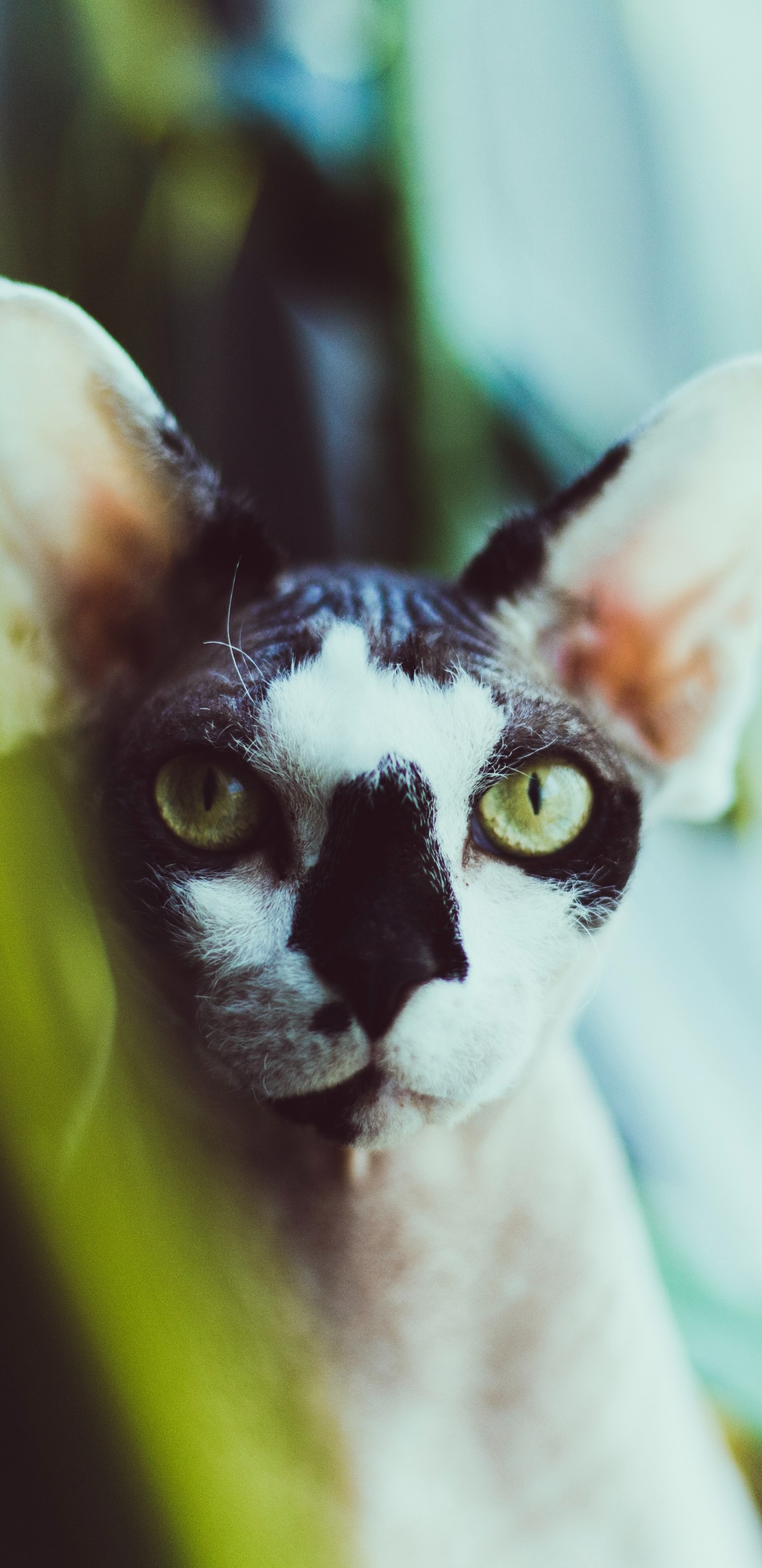 Gato Blanco y Negro en Fotografía de Cerca. Wallpaper in 1440x2960 Resolution