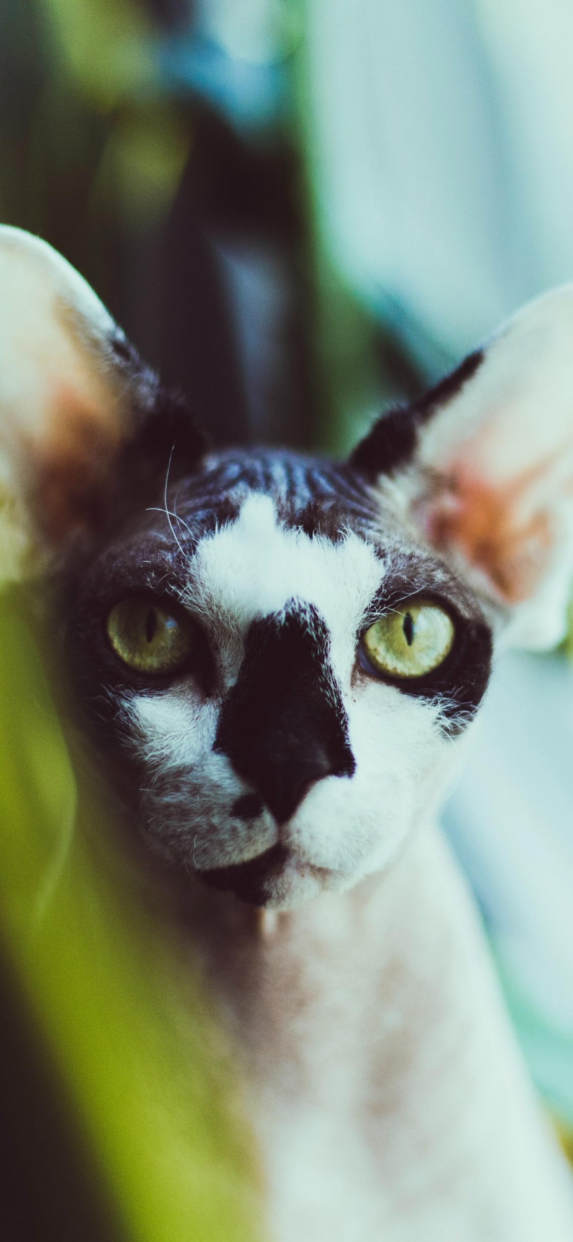 Weiße Und Schwarze Katze in Nahaufnahmen. Wallpaper in 1125x2436 Resolution