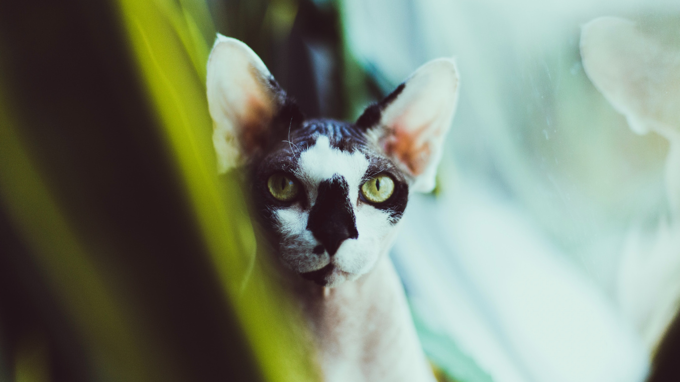 Chat Blanc et Noir en Gros Plan. Wallpaper in 1366x768 Resolution