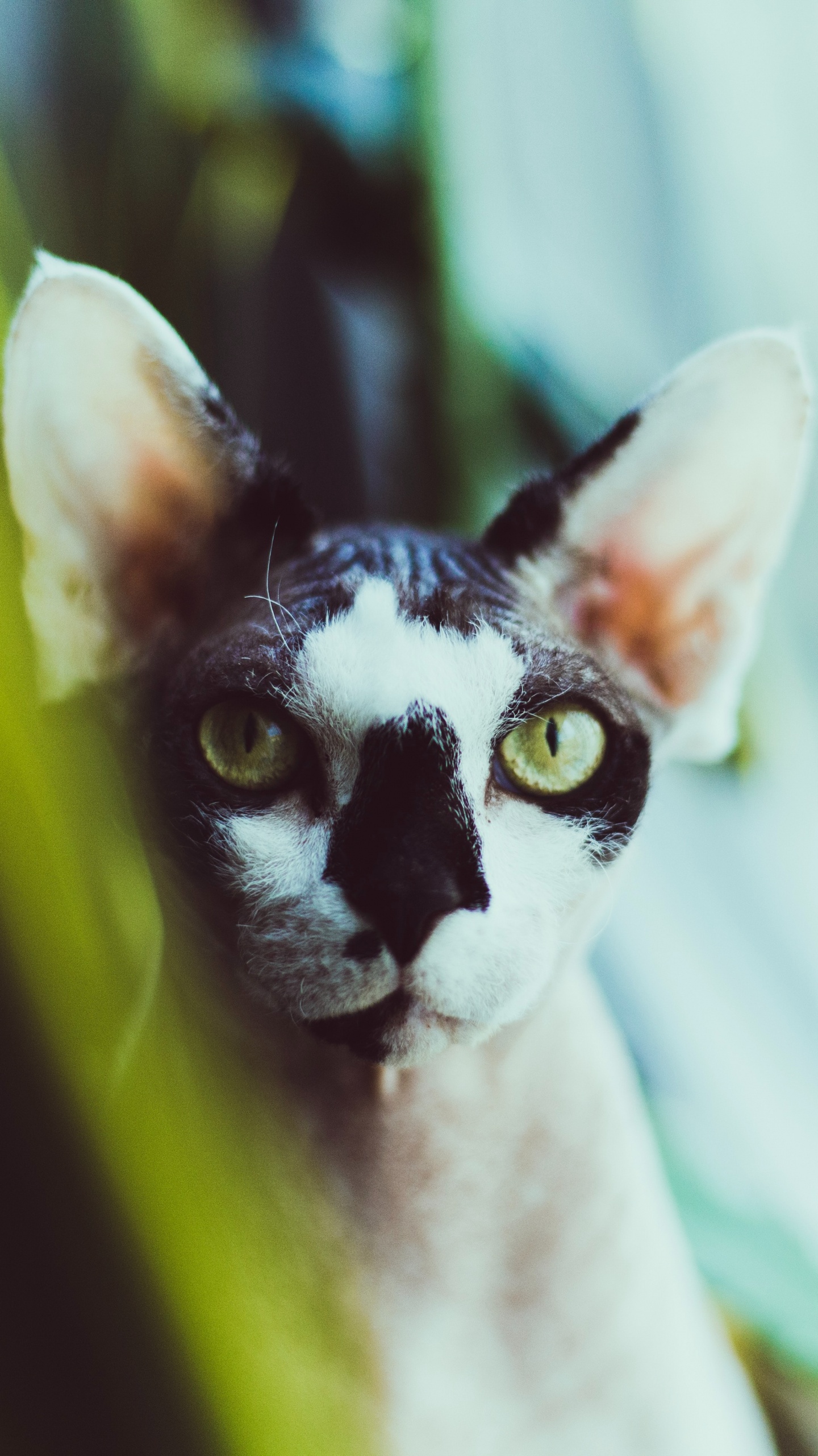 Chat Blanc et Noir en Gros Plan. Wallpaper in 1440x2560 Resolution