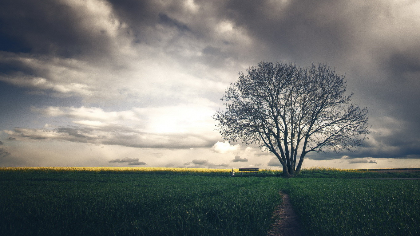 Leafless Tree on Green Grass Field Under Cloudy Sky. Wallpaper in 1366x768 Resolution