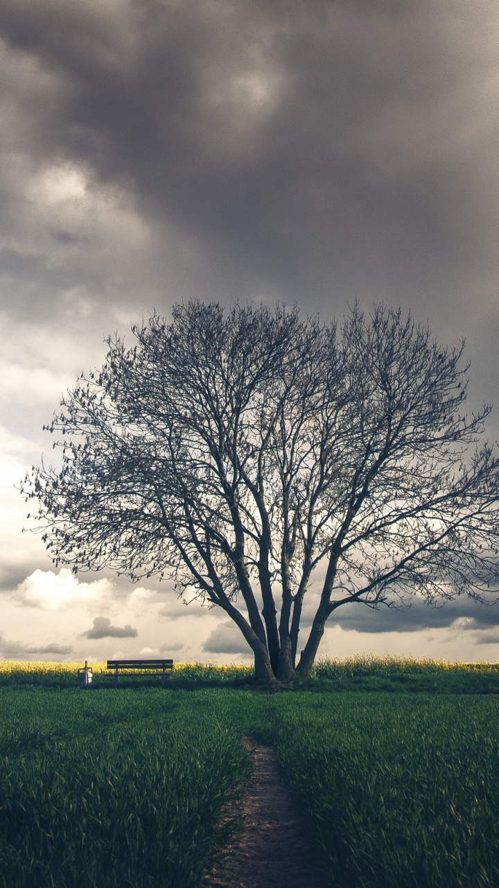 Leafless Tree on Green Grass Field Under Cloudy Sky. Wallpaper in 720x1280 Resolution