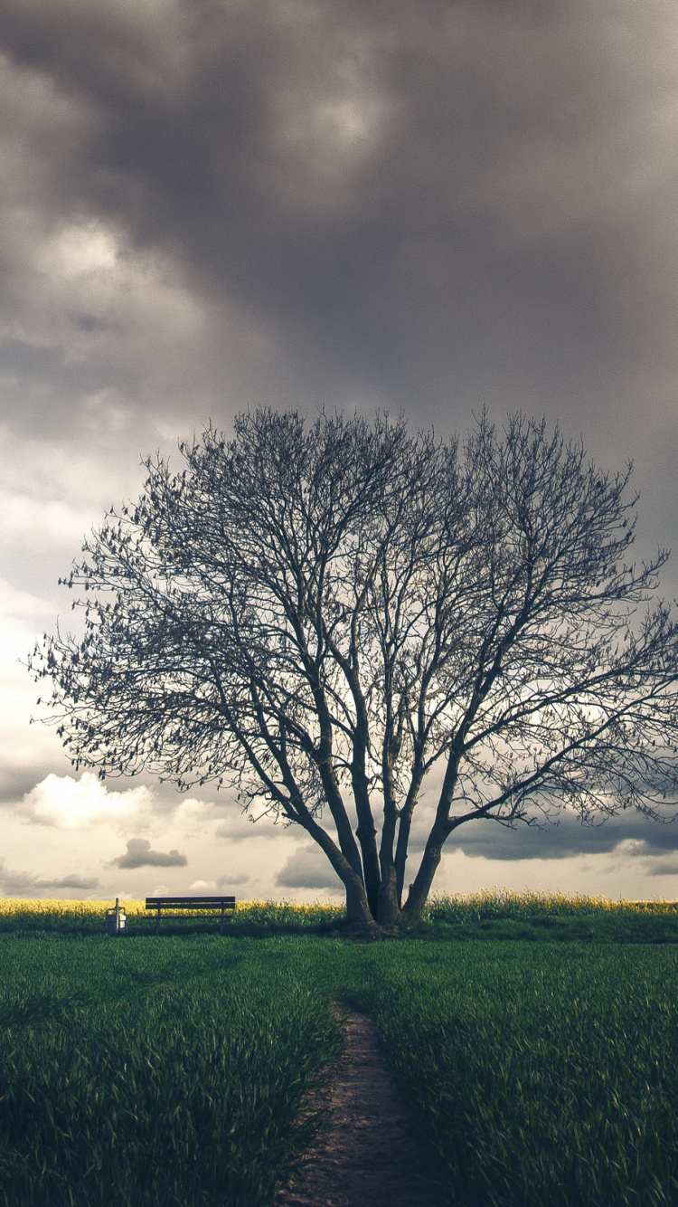 Leafless Tree on Green Grass Field Under Cloudy Sky. Wallpaper in 750x1334 Resolution
