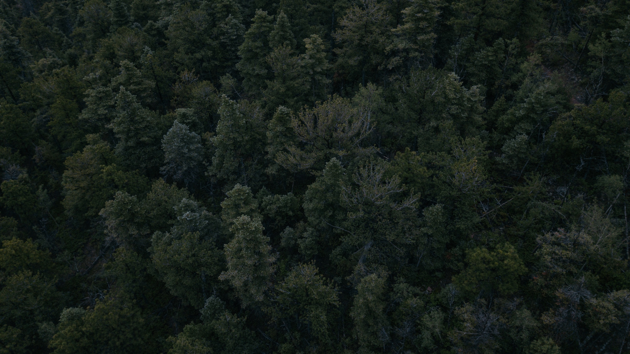 Arbres Verts Sur la Forêt Pendant la Journée. Wallpaper in 1280x720 Resolution