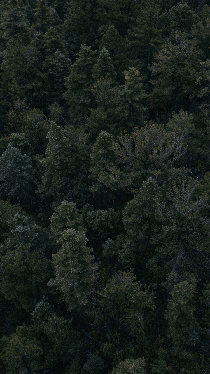 Arbres Verts Sur la Forêt Pendant la Journée. Wallpaper in 720x1280 Resolution