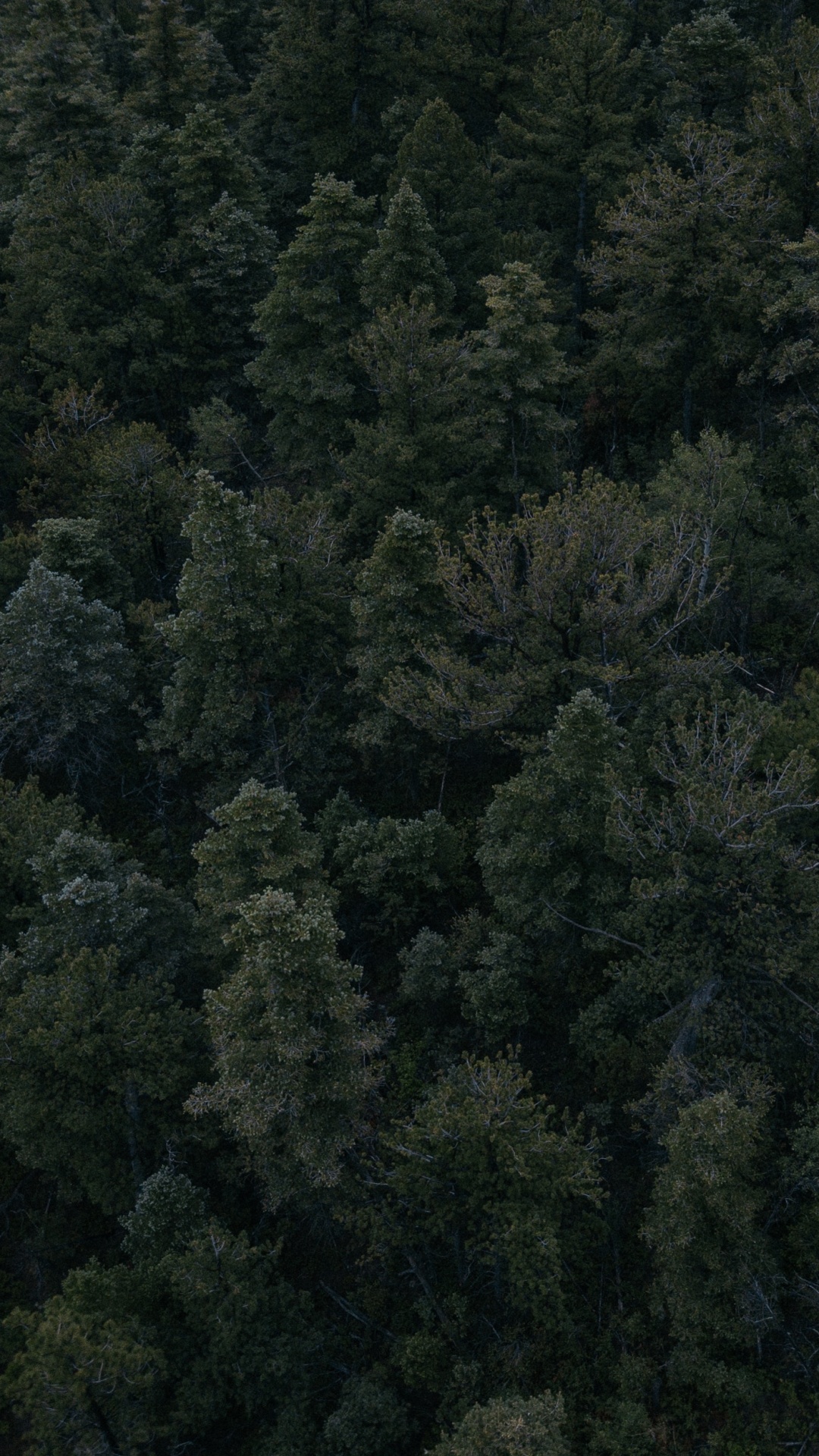 Green Trees on Forest During Daytime. Wallpaper in 1080x1920 Resolution