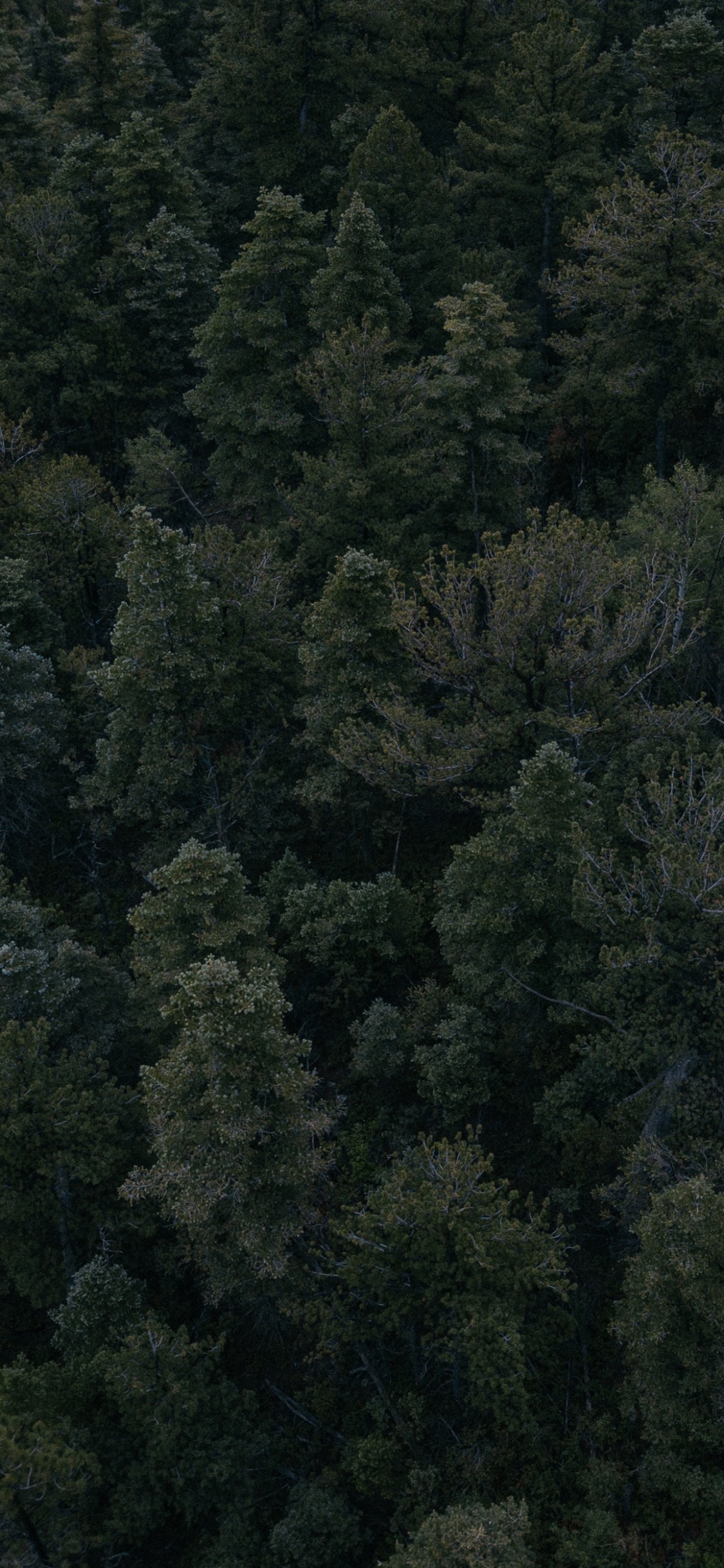 Green Trees on Forest During Daytime. Wallpaper in 1125x2436 Resolution