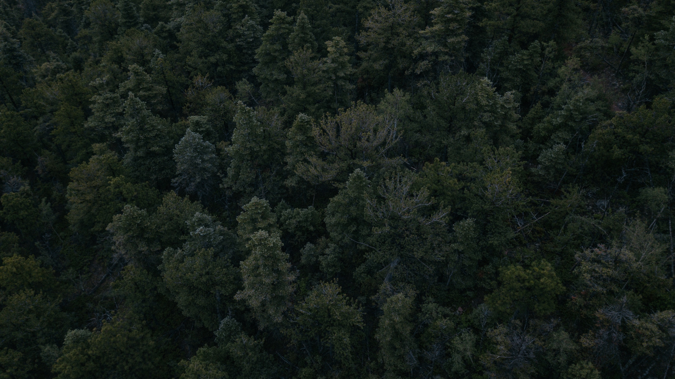 Green Trees on Forest During Daytime. Wallpaper in 1366x768 Resolution